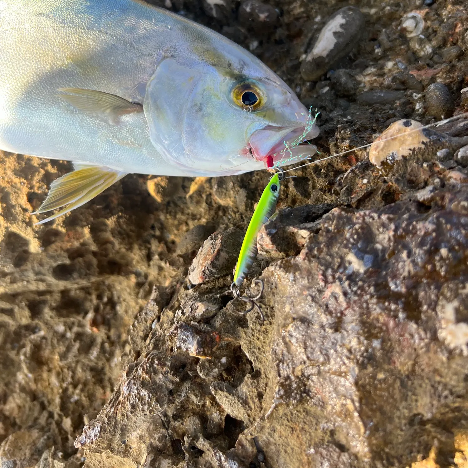 Greater amberjack caught on Fishbrain