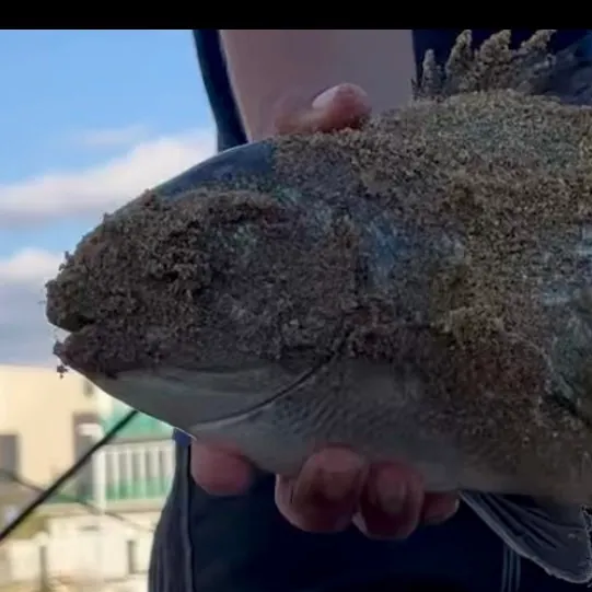 The most recent Silver drummer catches on Fishbrain
