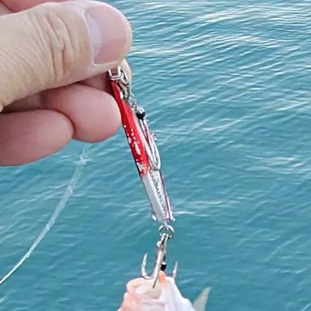 The most recent Common squirrelfish catches on Fishbrain