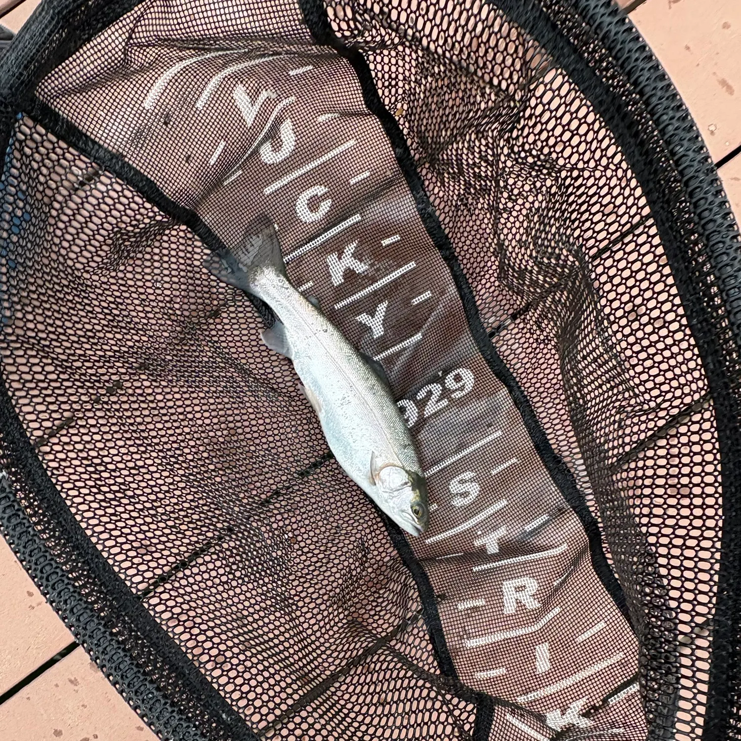 Rainbow trout caught on Fishbrain