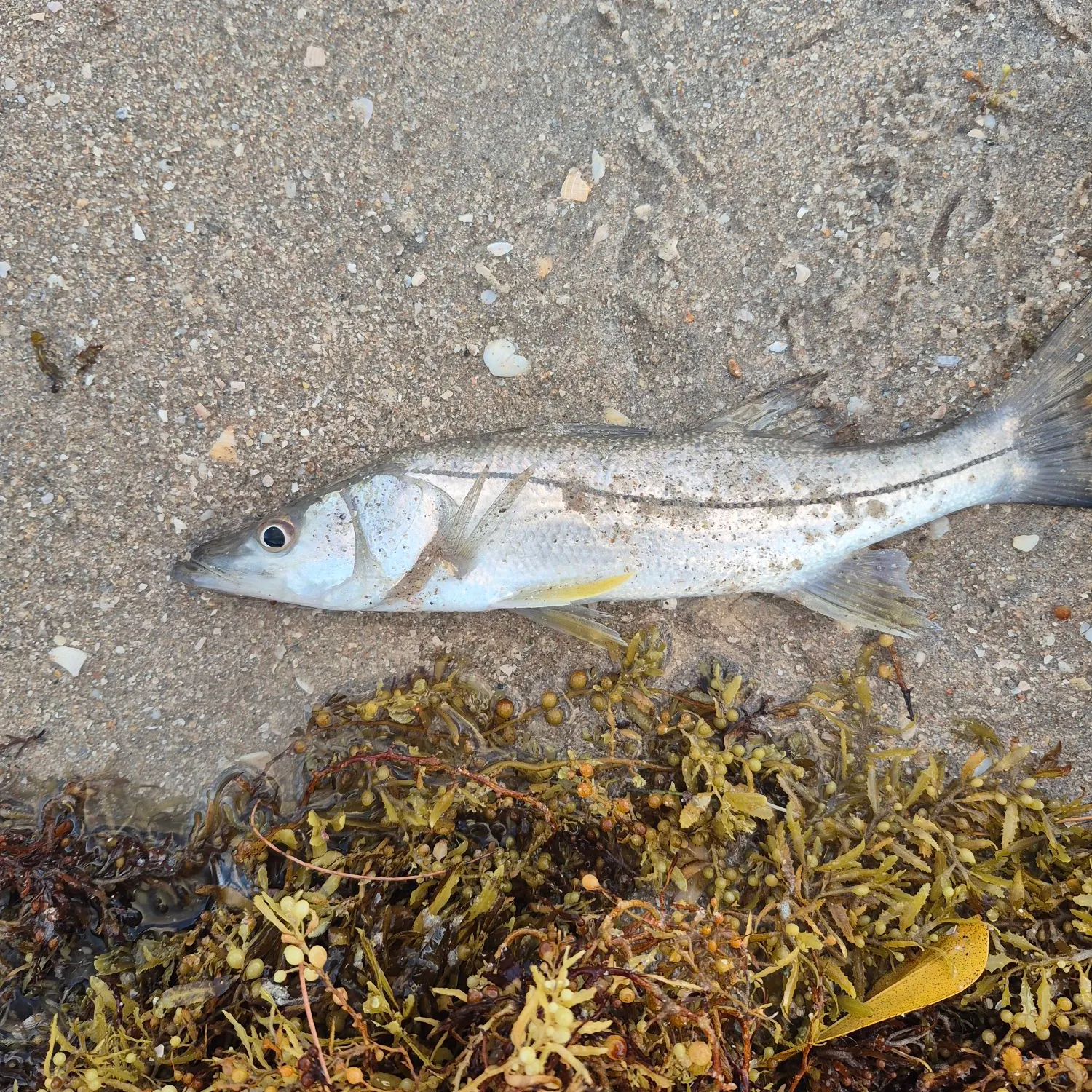 Common snook caught on Fishbrain