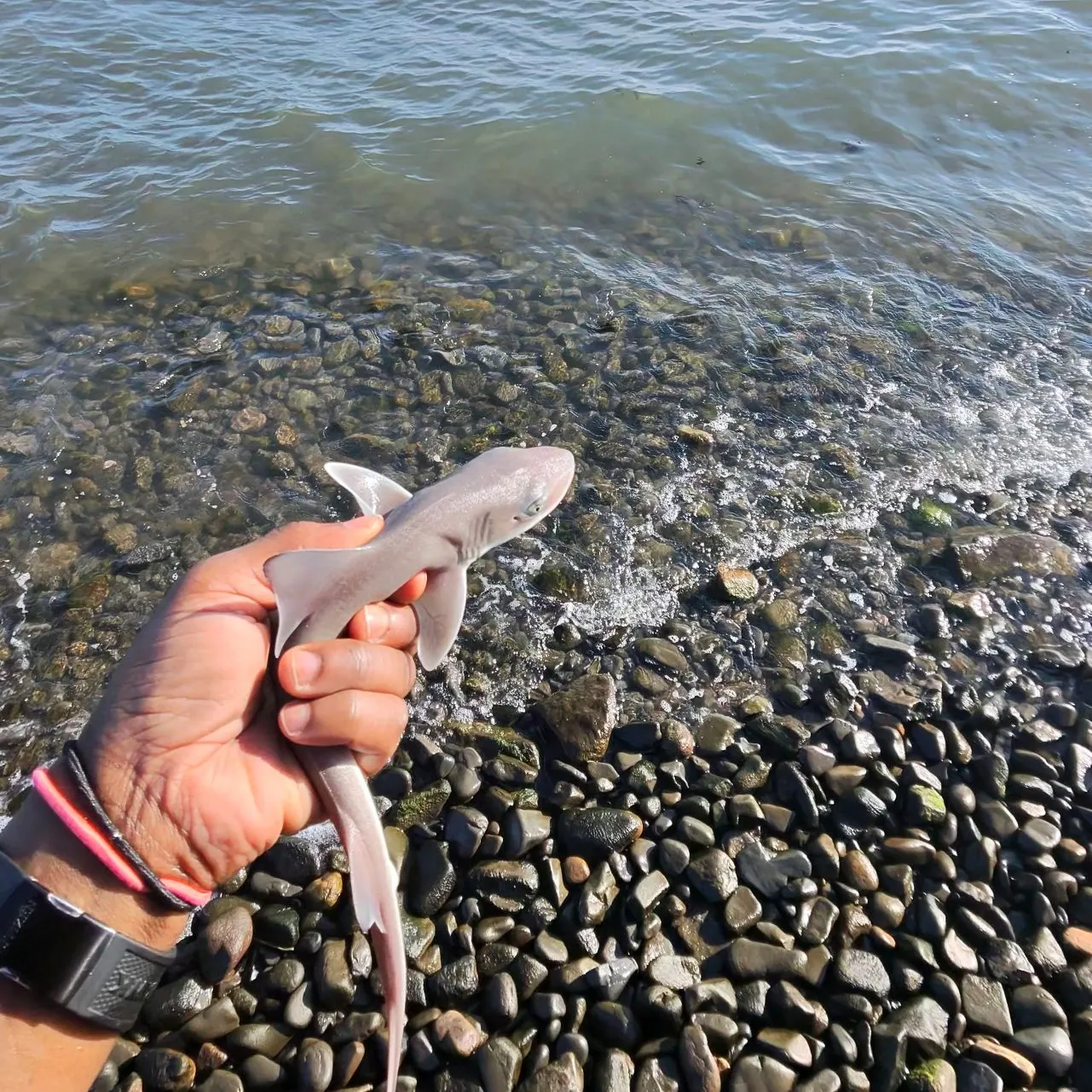 The most recent Dusky smooth-hound catches on Fishbrain