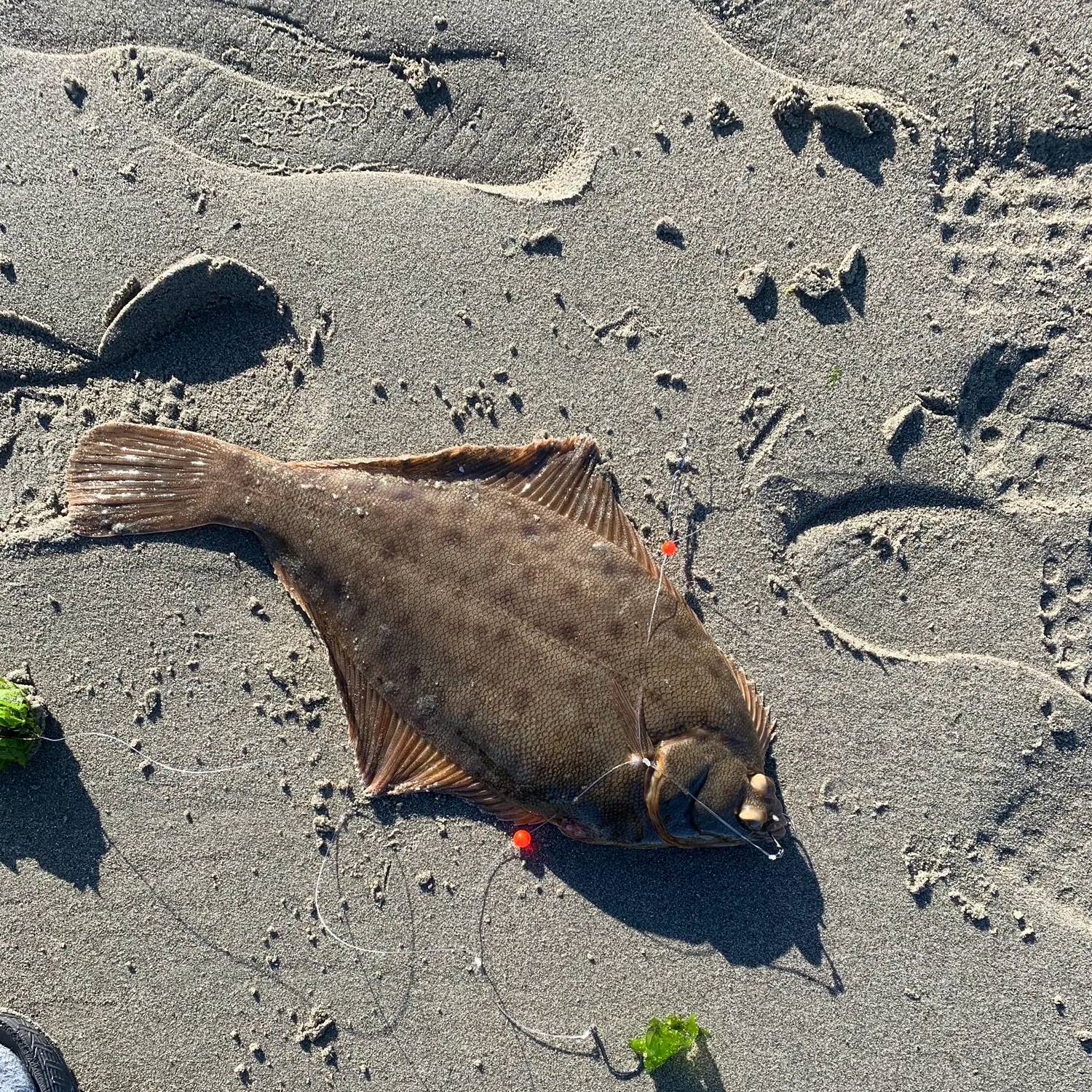 The most recent Winter flounder catches on Fishbrain