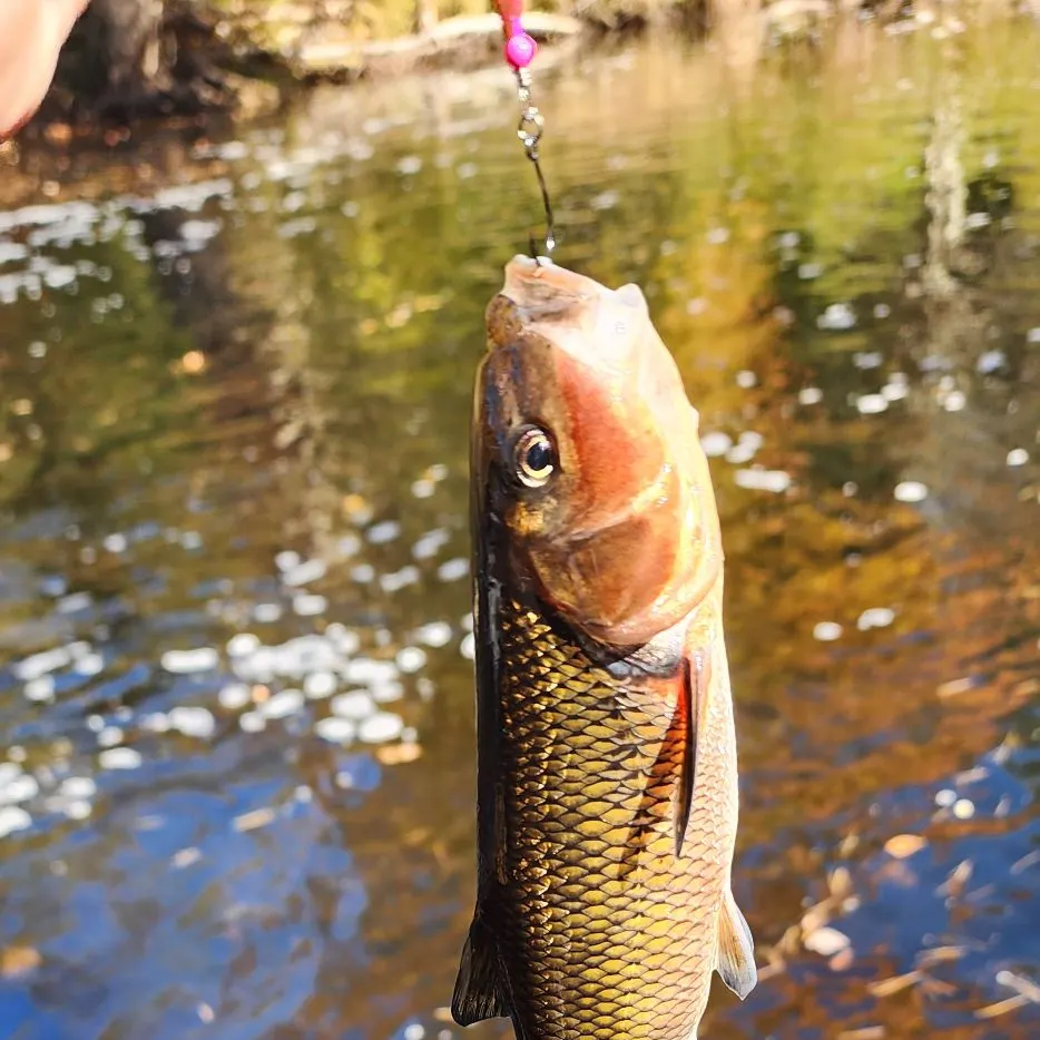 Fallfish caught on Fishbrain
