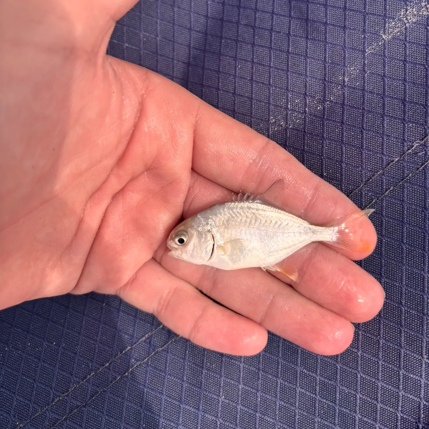 The most recent Palometa catches on Fishbrain