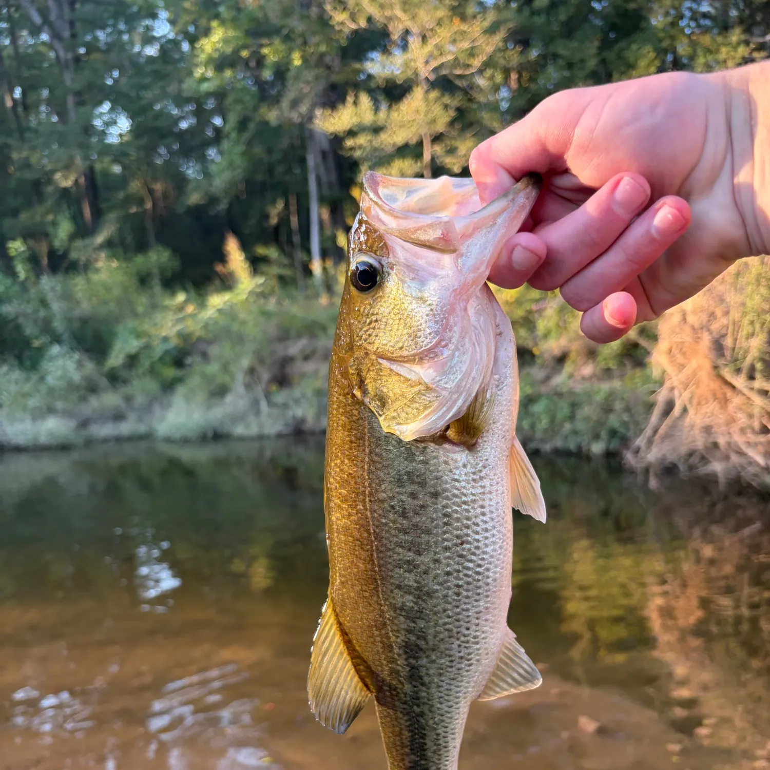 Fish caught on Fishbrain