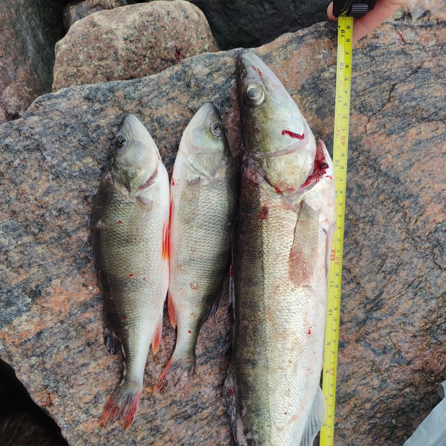 recently logged catches
