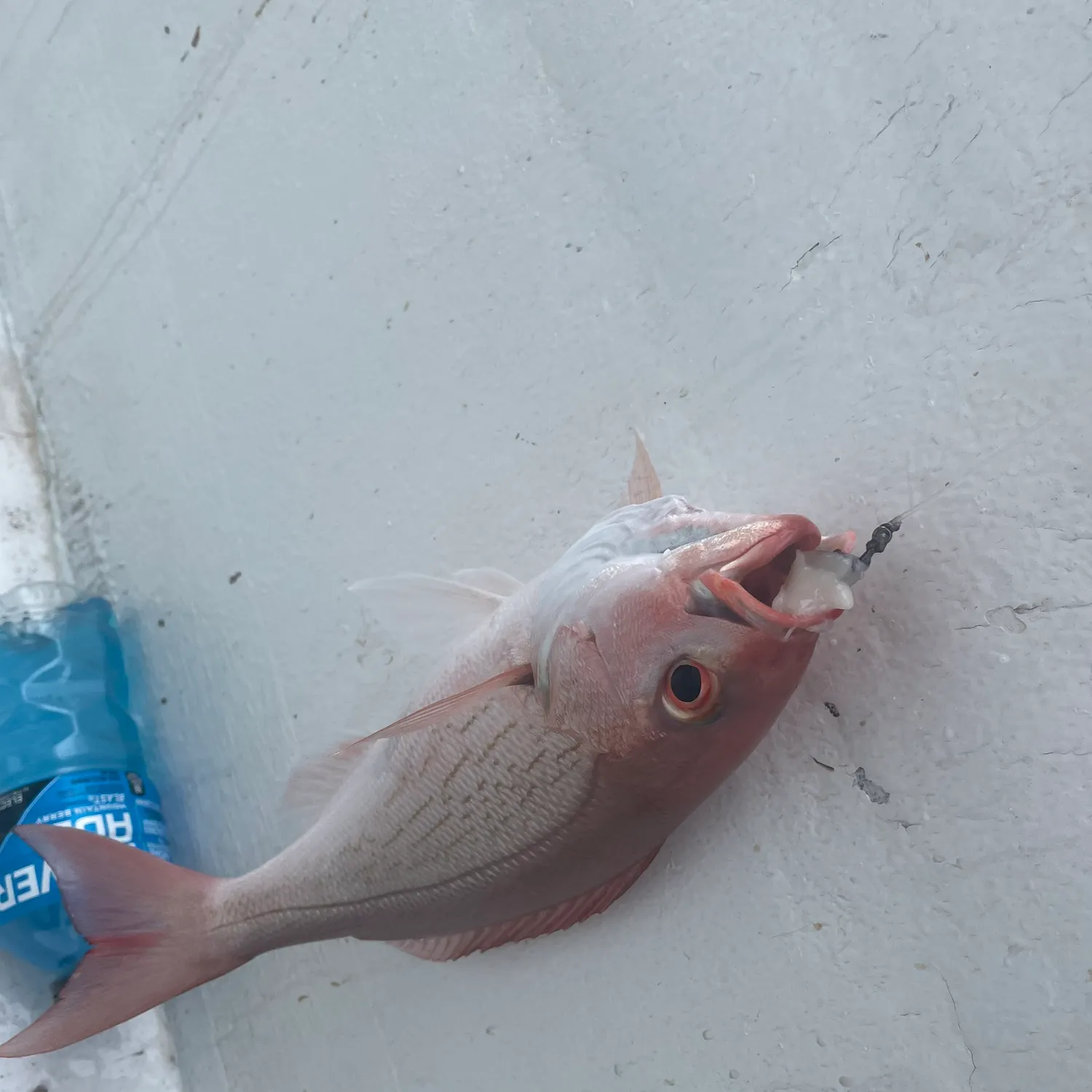 The most recent Vermilion snapper catches on Fishbrain