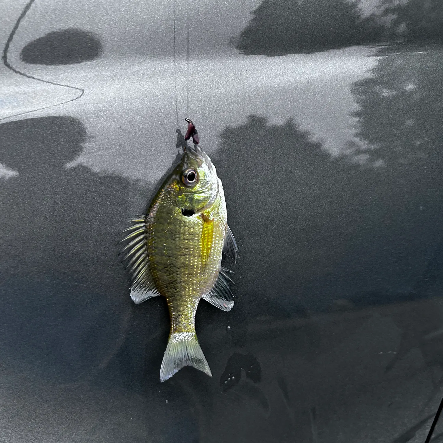 Bluegill caught on Fishbrain