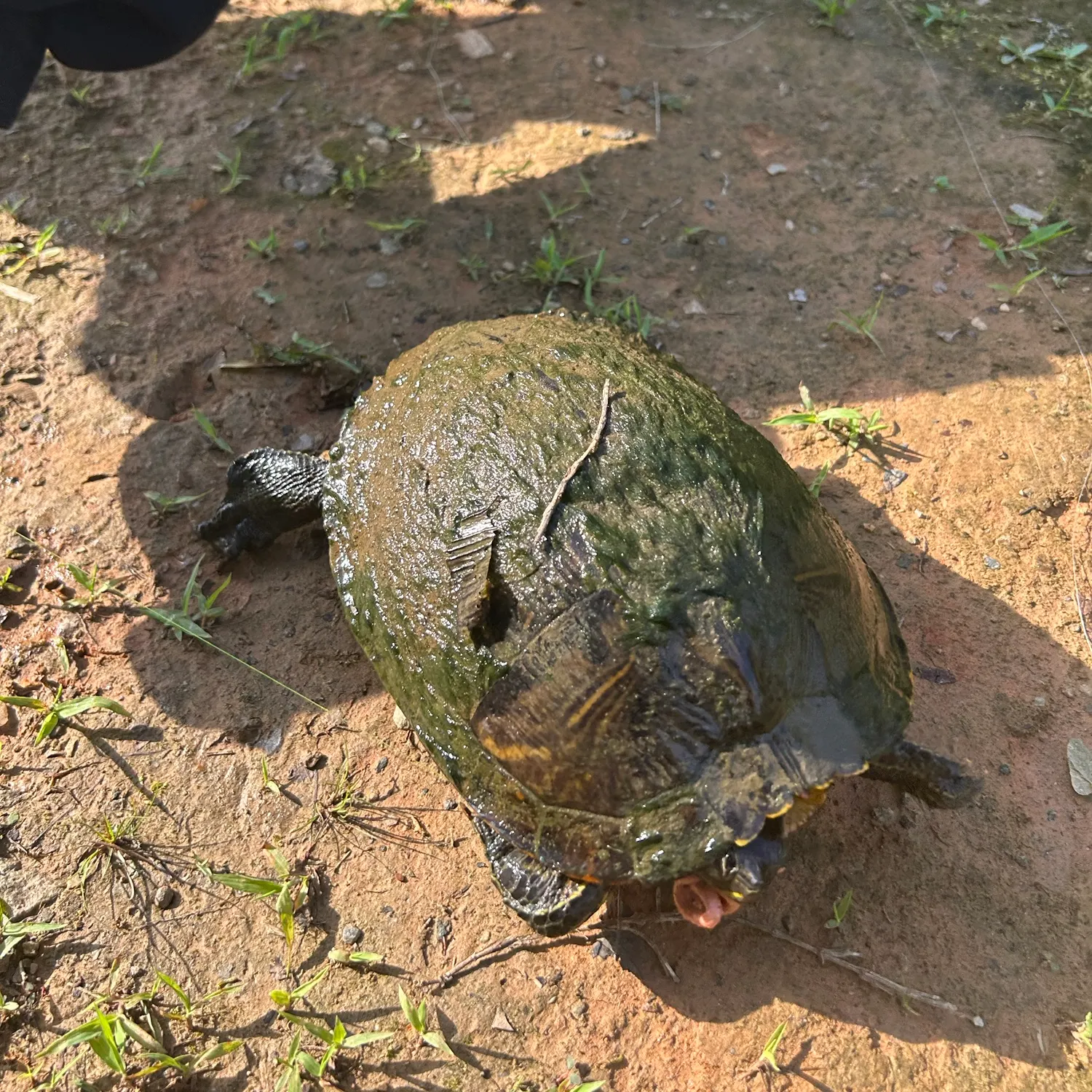 Pond slider turtle caught on Fishbrain