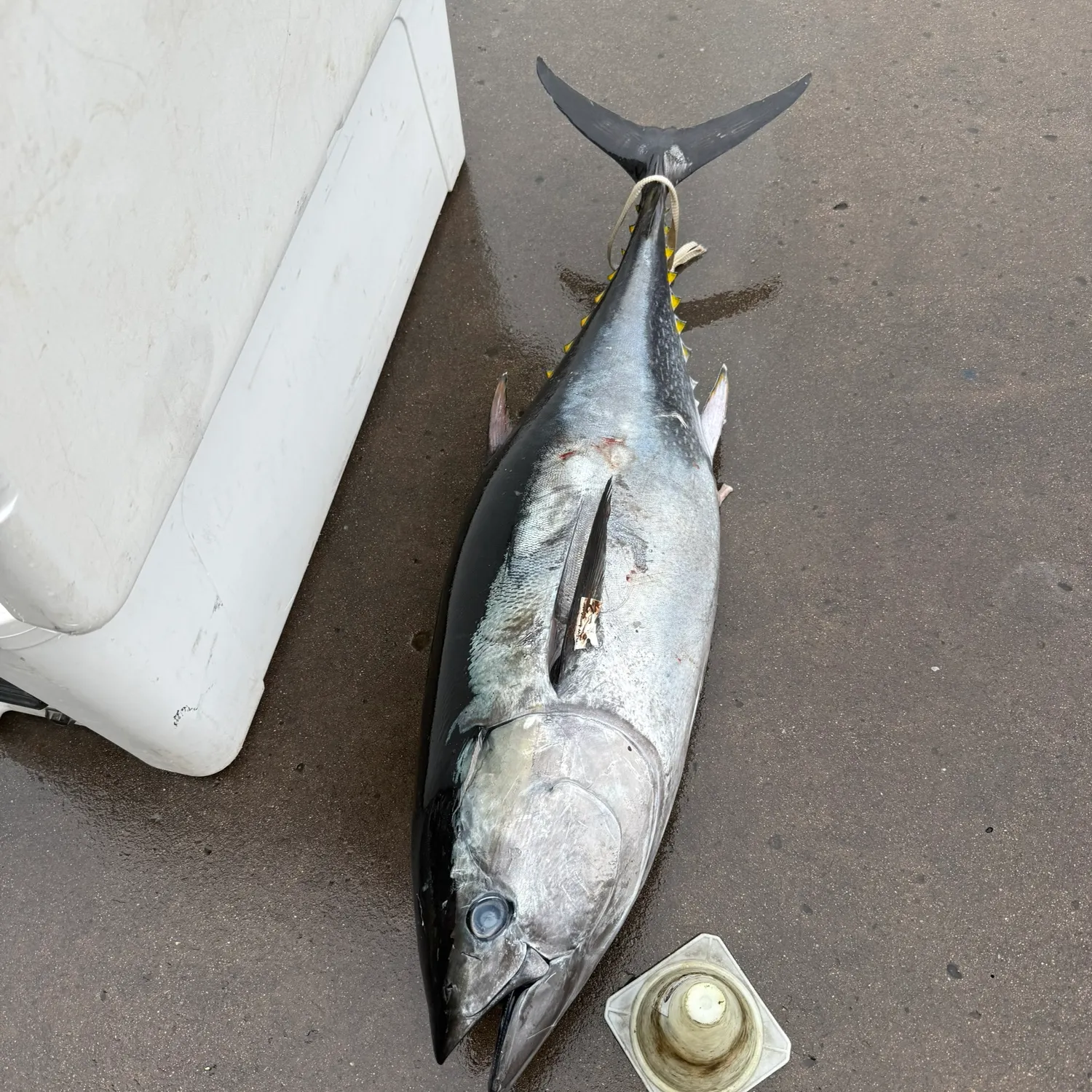 The most recent Atlantic bluefin tuna catches on Fishbrain