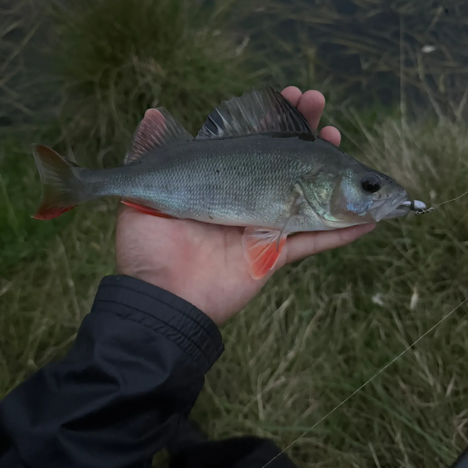 The most recent European perch catches on Fishbrain