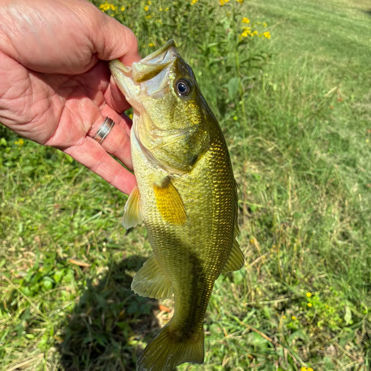 Largemouth bass caught on Fishbrain
