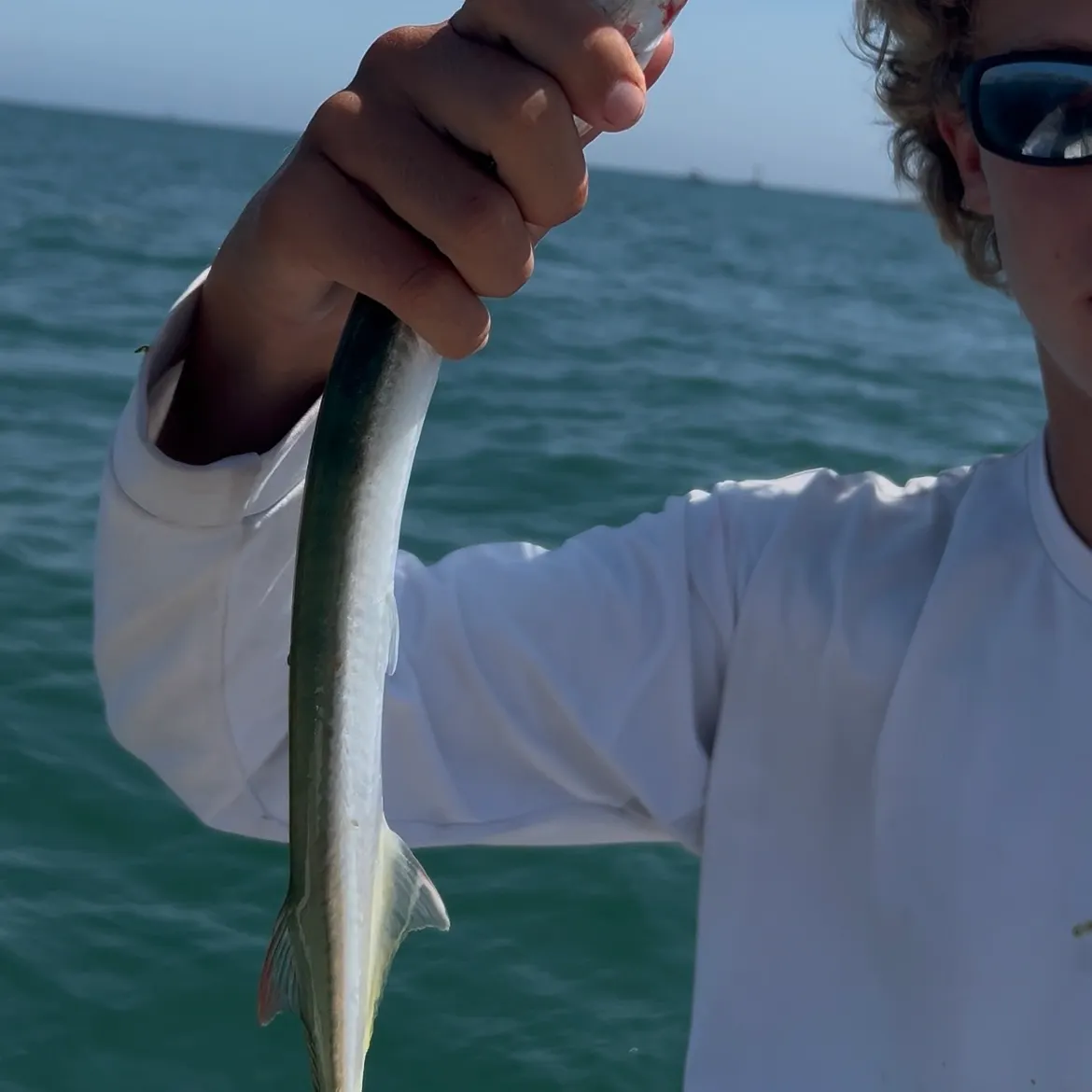 The most recent California needlefish catches on Fishbrain