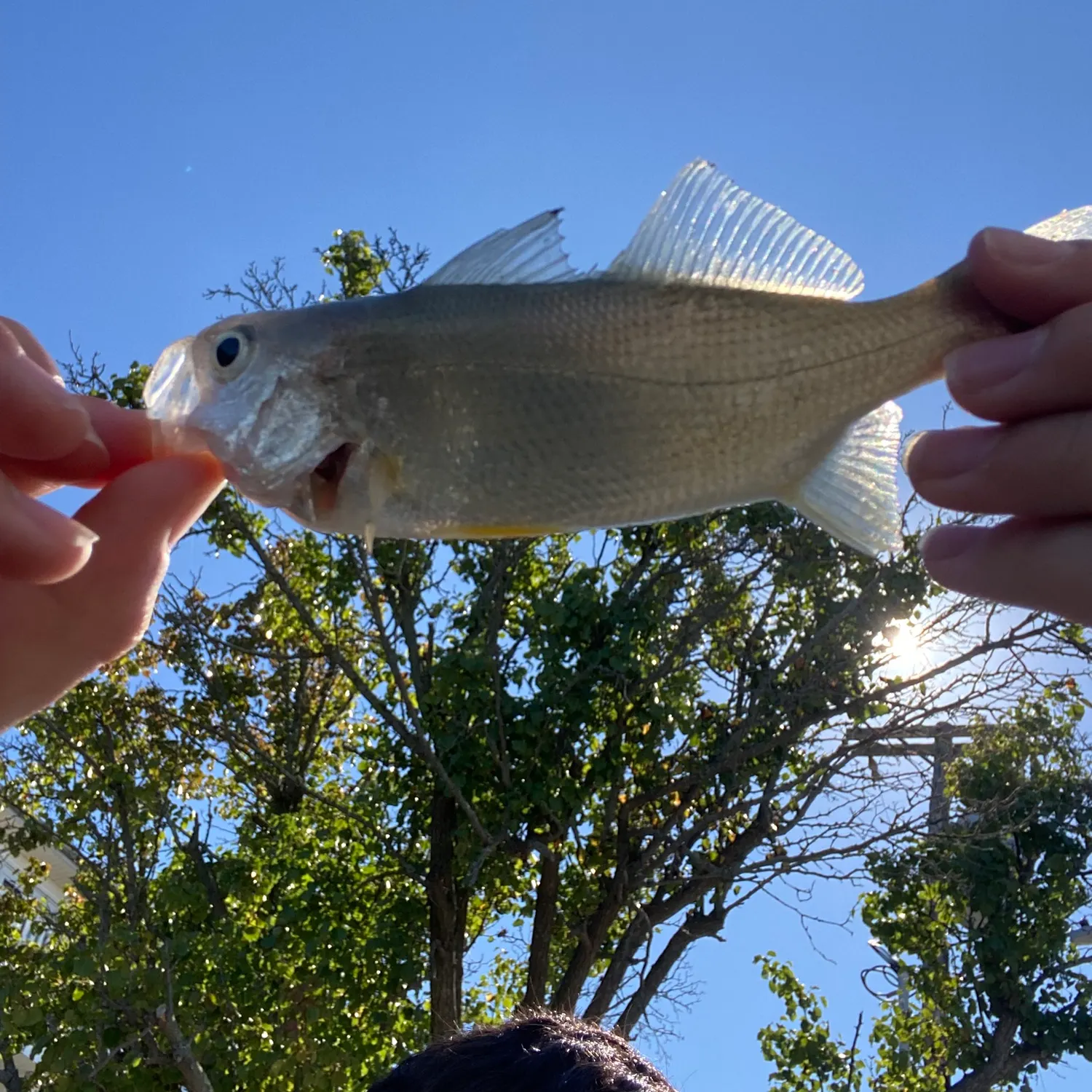 Silver perch caught on Fishbrain