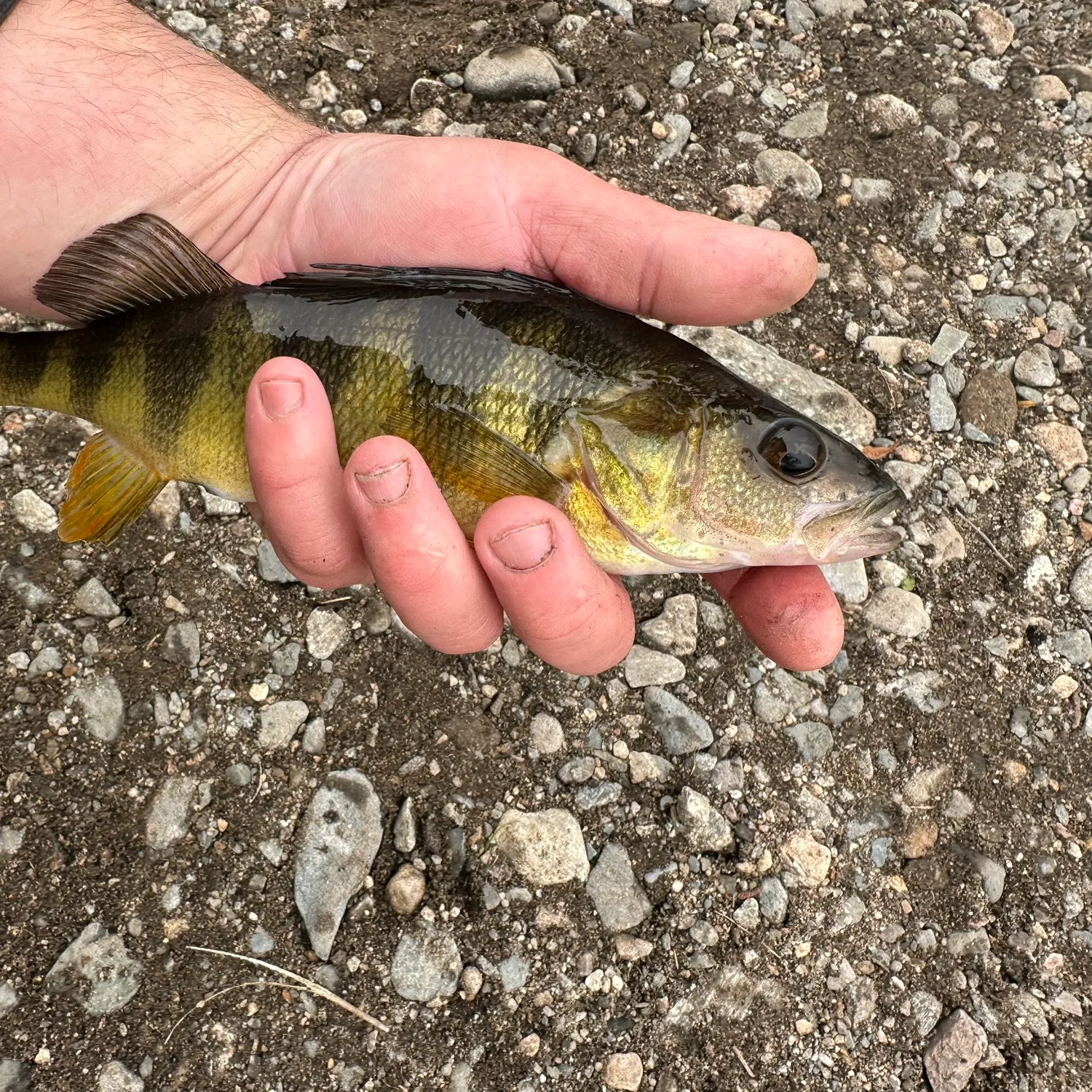 Yellow perch caught on Fishbrain