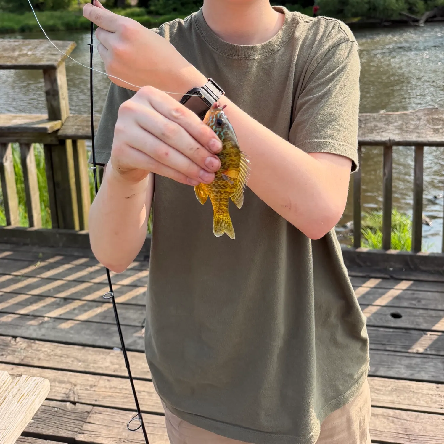 The most recent Pumpkinseed catches on Fishbrain