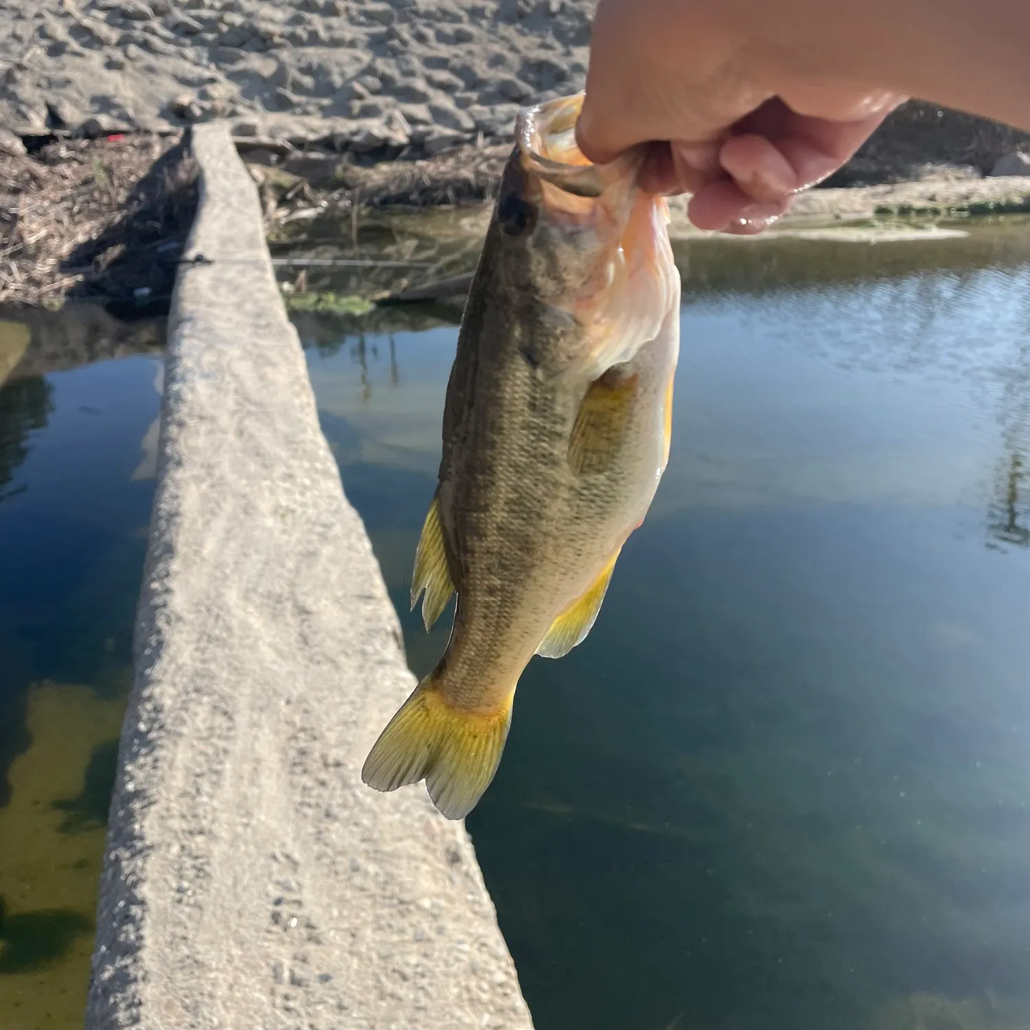 most liked catch image