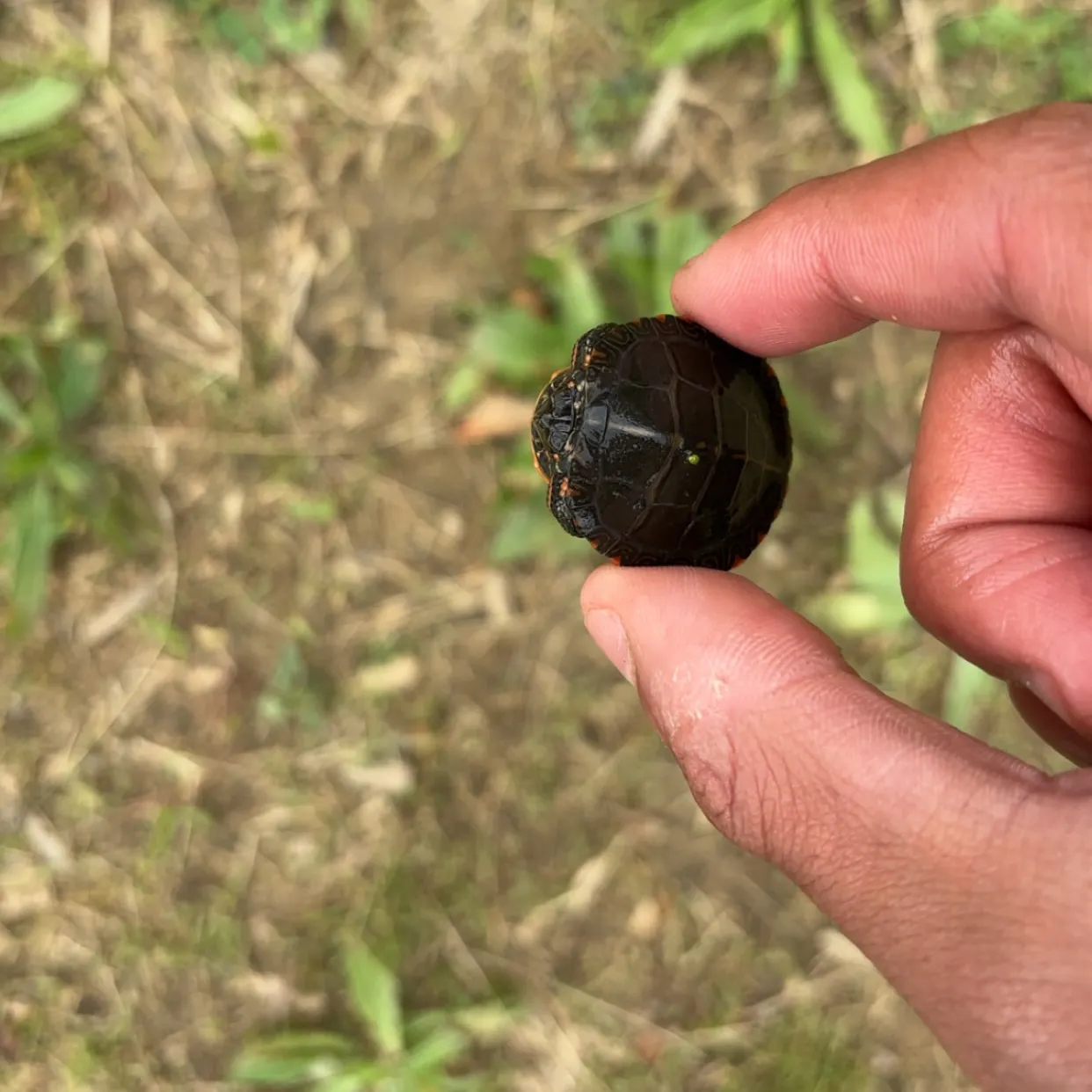 The most recent Pond slider catches on Fishbrain