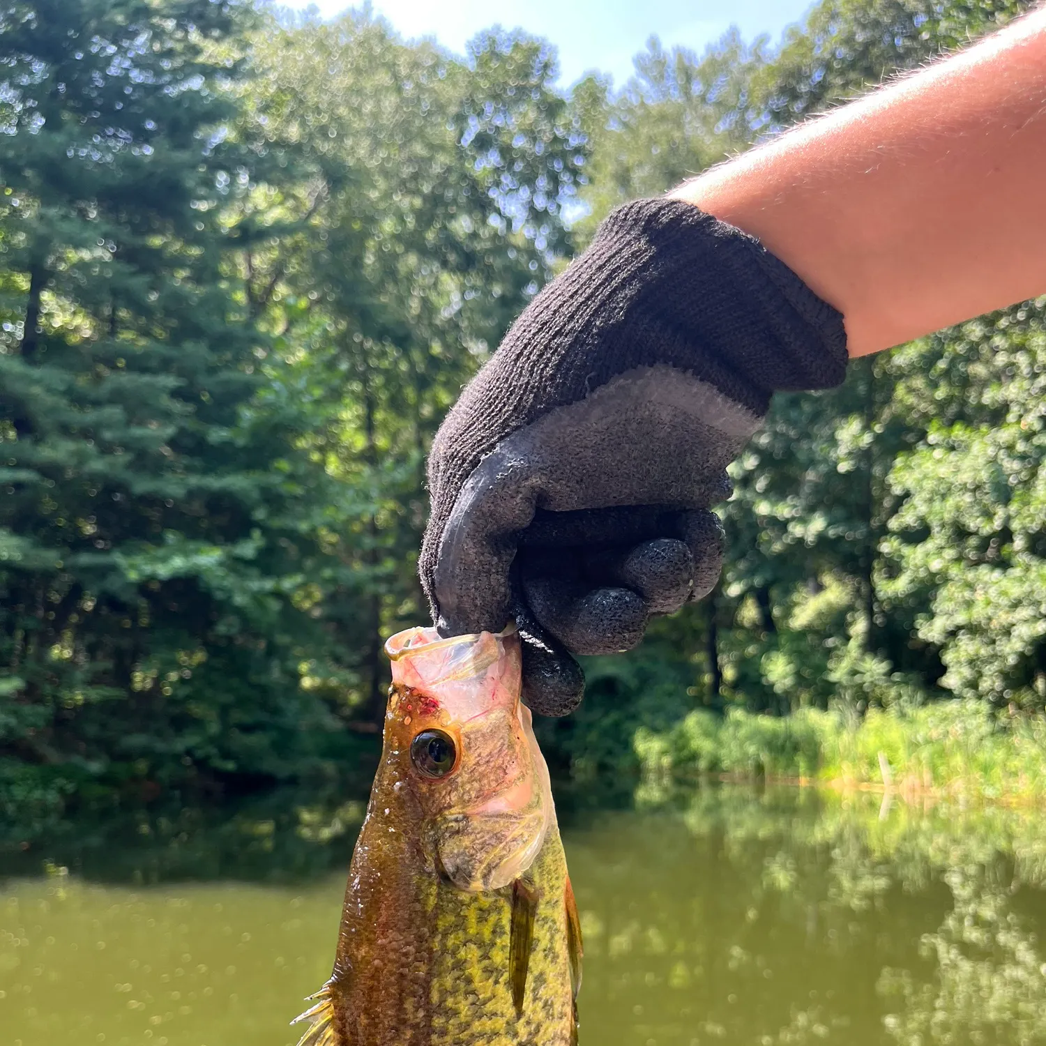 Black crappie caught on Fishbrain