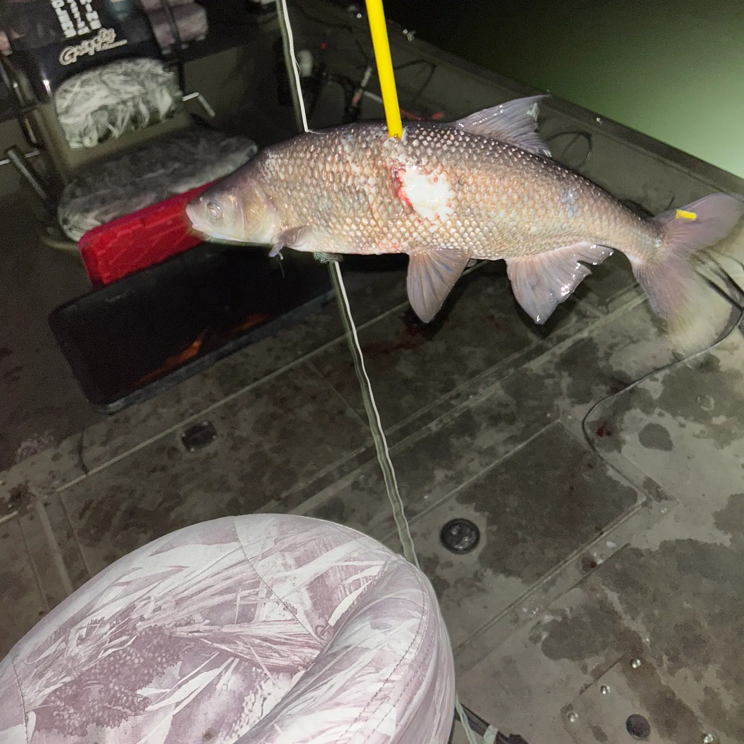 The most recent Sacramento blackfish catches on Fishbrain