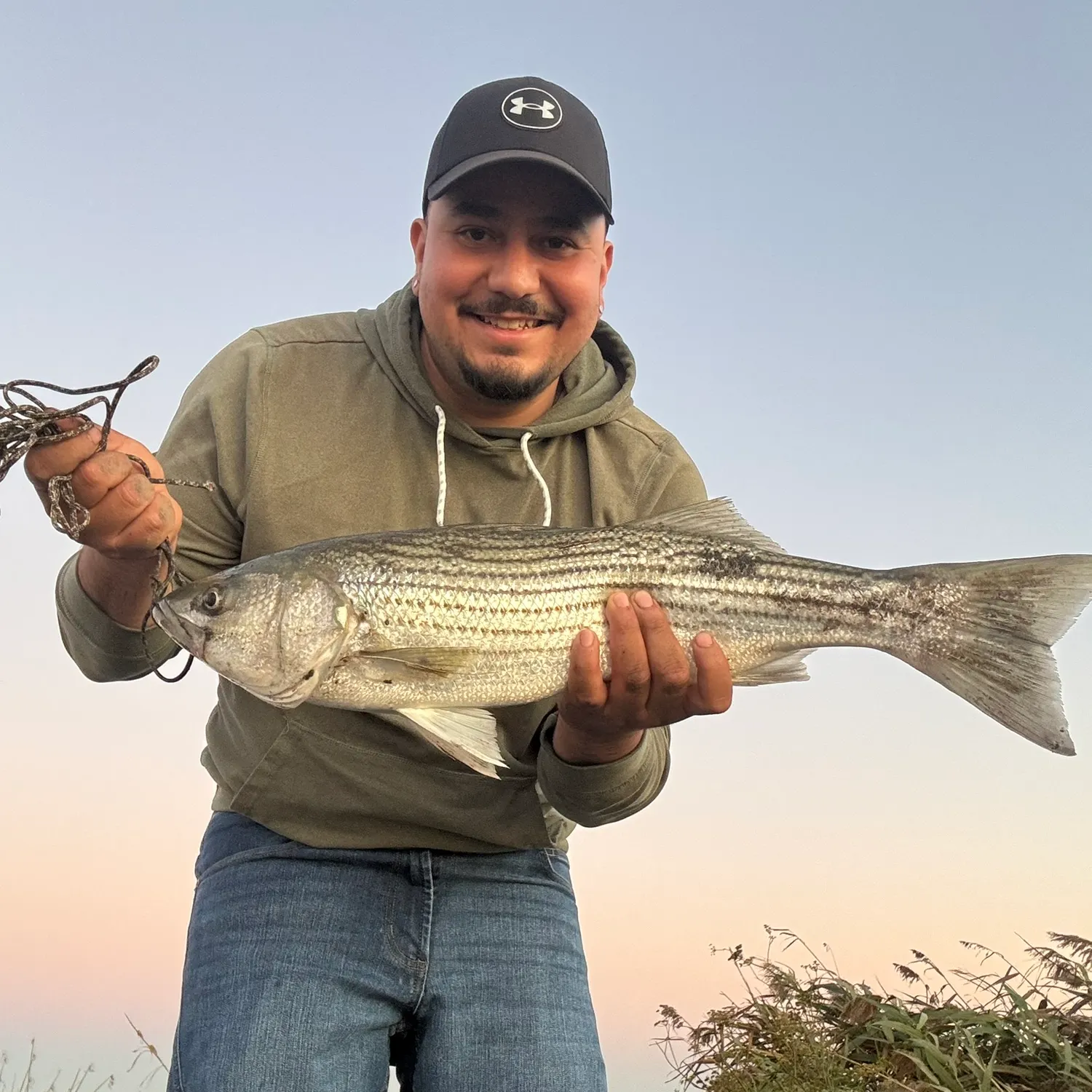 Striped bass caught on Fishbrain