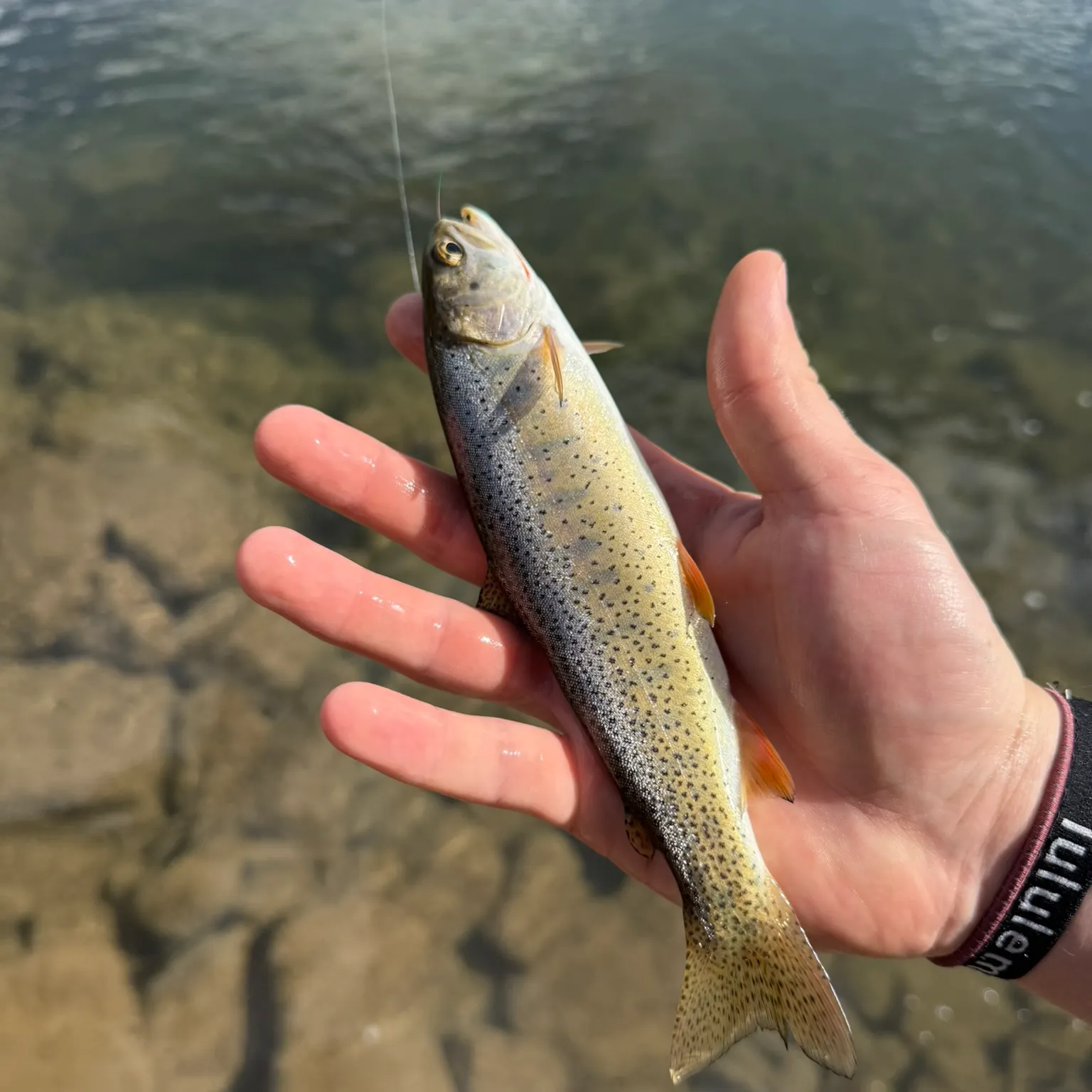 The most recent Snake River fine-spotted cutthroat trout catches on Fishbrain