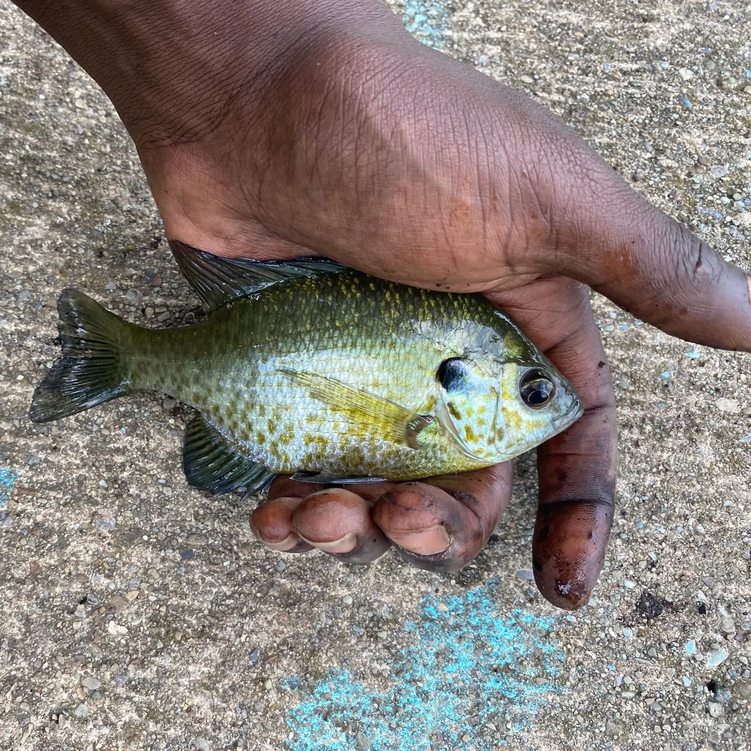 Bluegill caught on Fishbrain