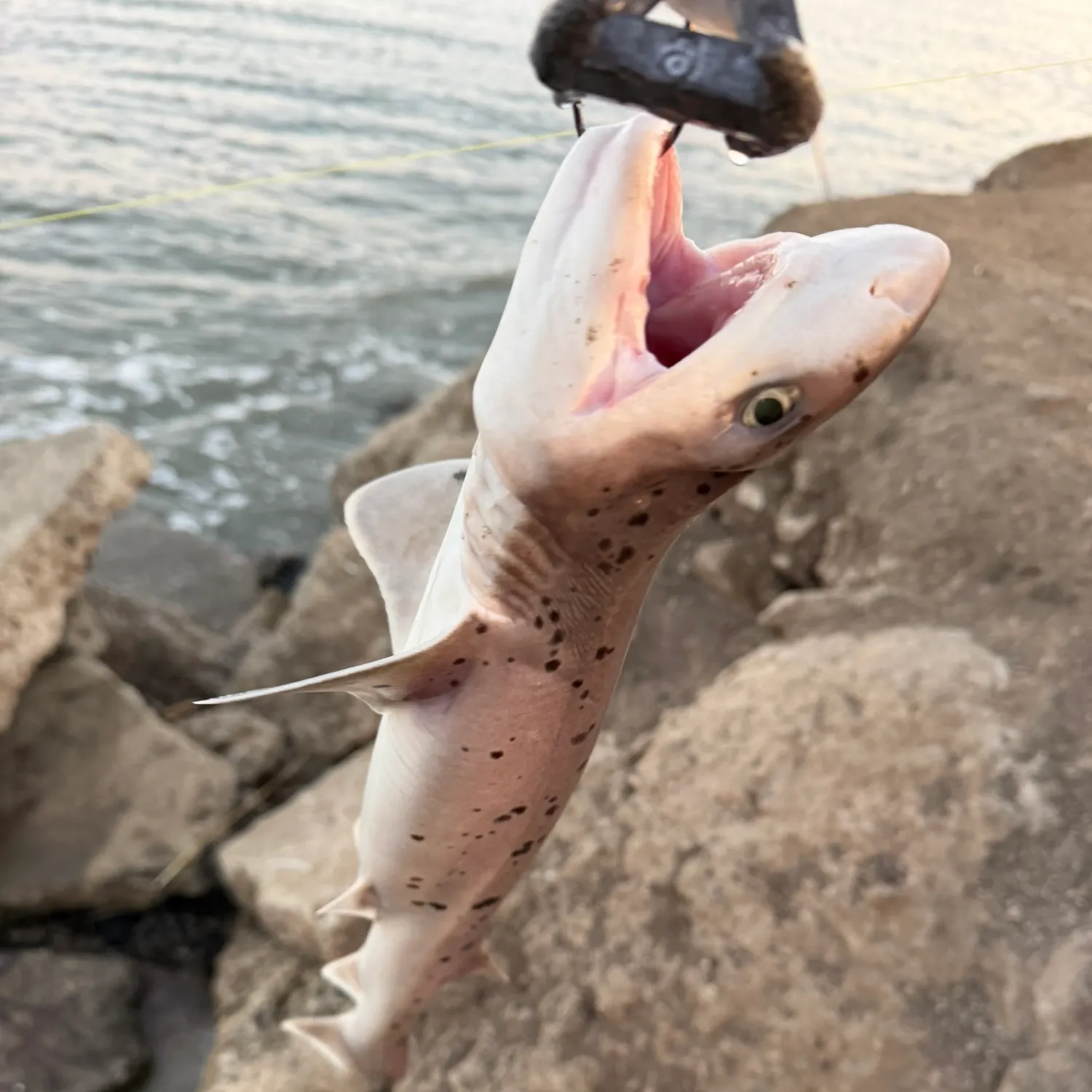 The most recent Broadnose sevengill shark catches on Fishbrain