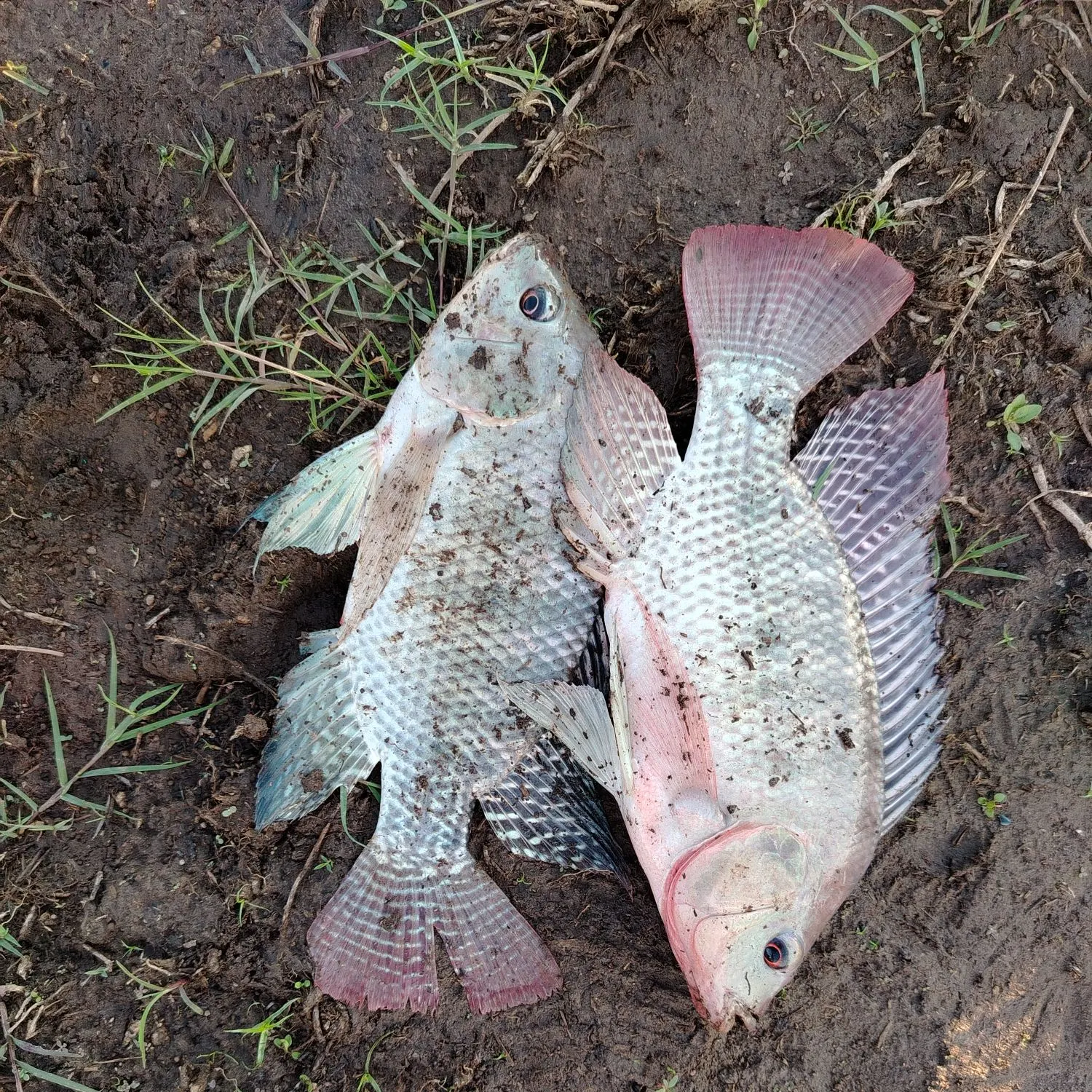 The most recent Nile tilapia catches on Fishbrain