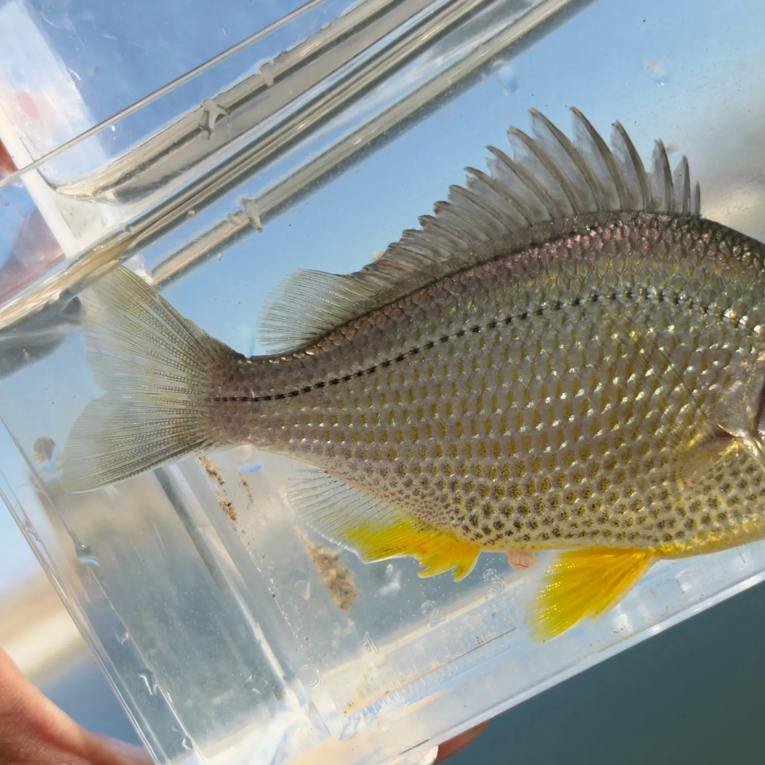 Tule perch caught on Fishbrain