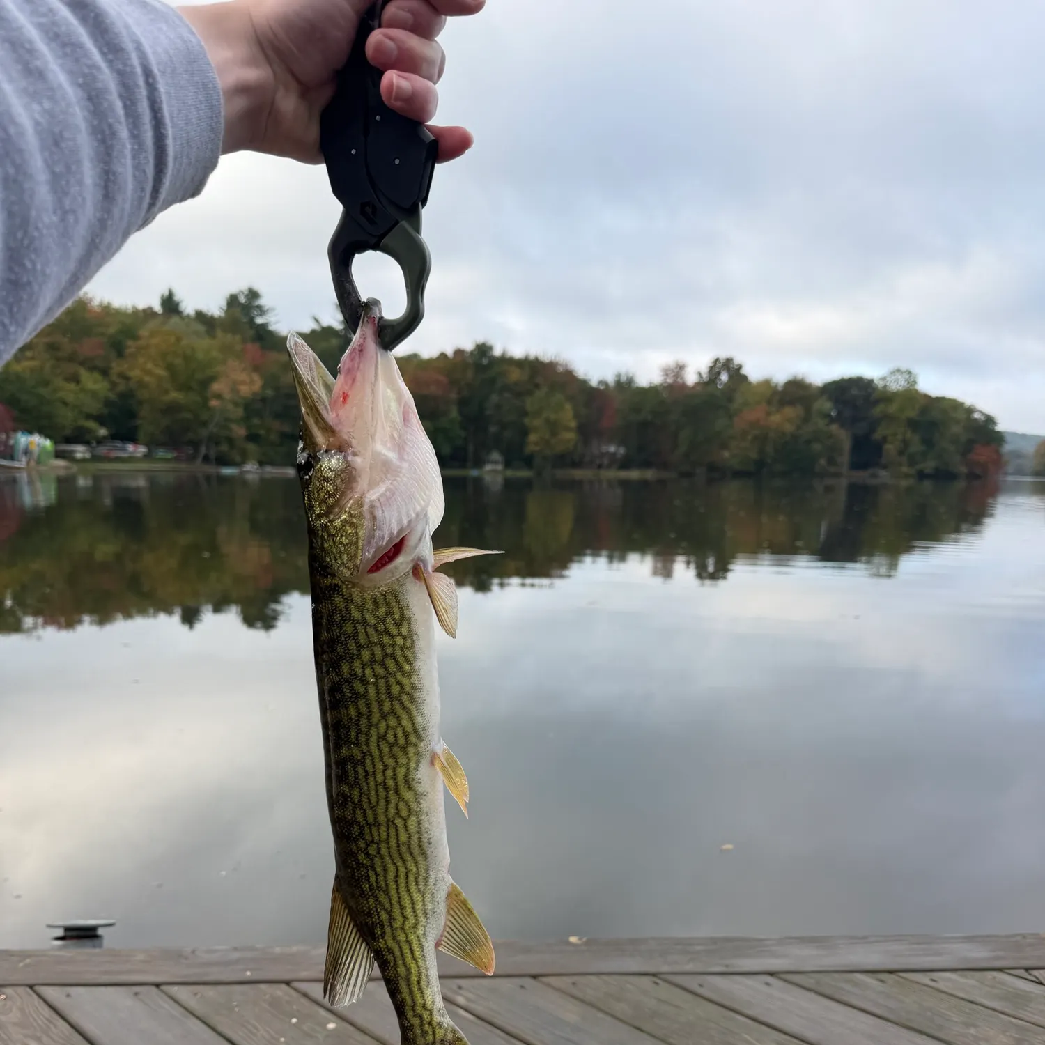 Chain pickerel caught on Fishbrain