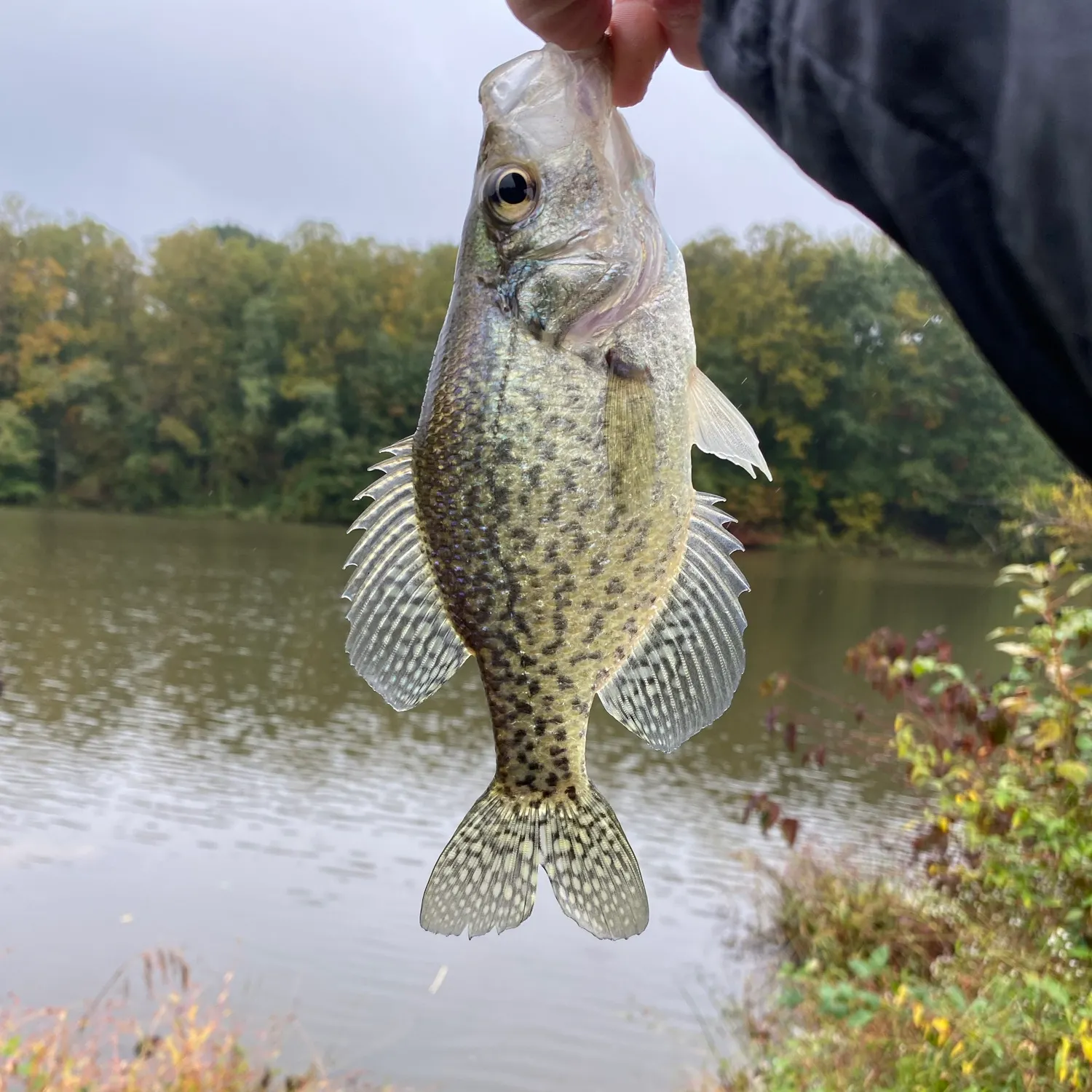 Black crappie caught on Fishbrain