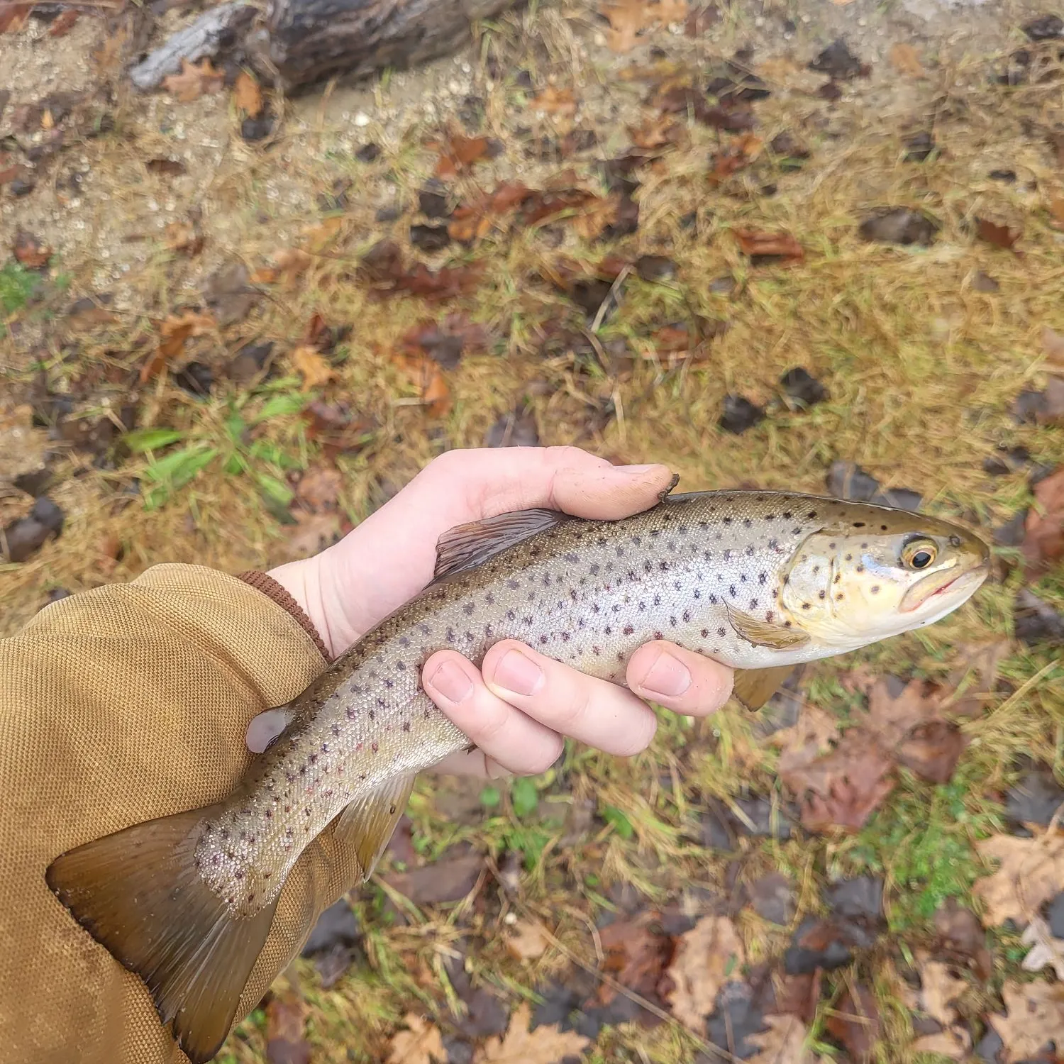 The most recent Sea trout catches on Fishbrain