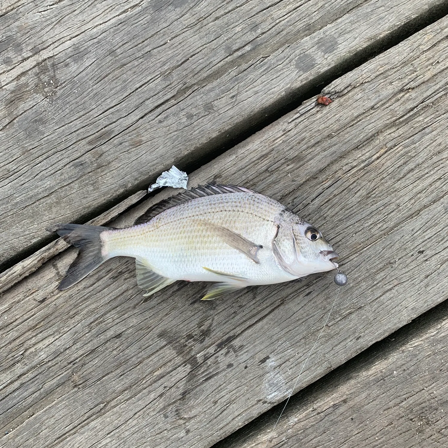 Southern black bream caught on Fishbrain