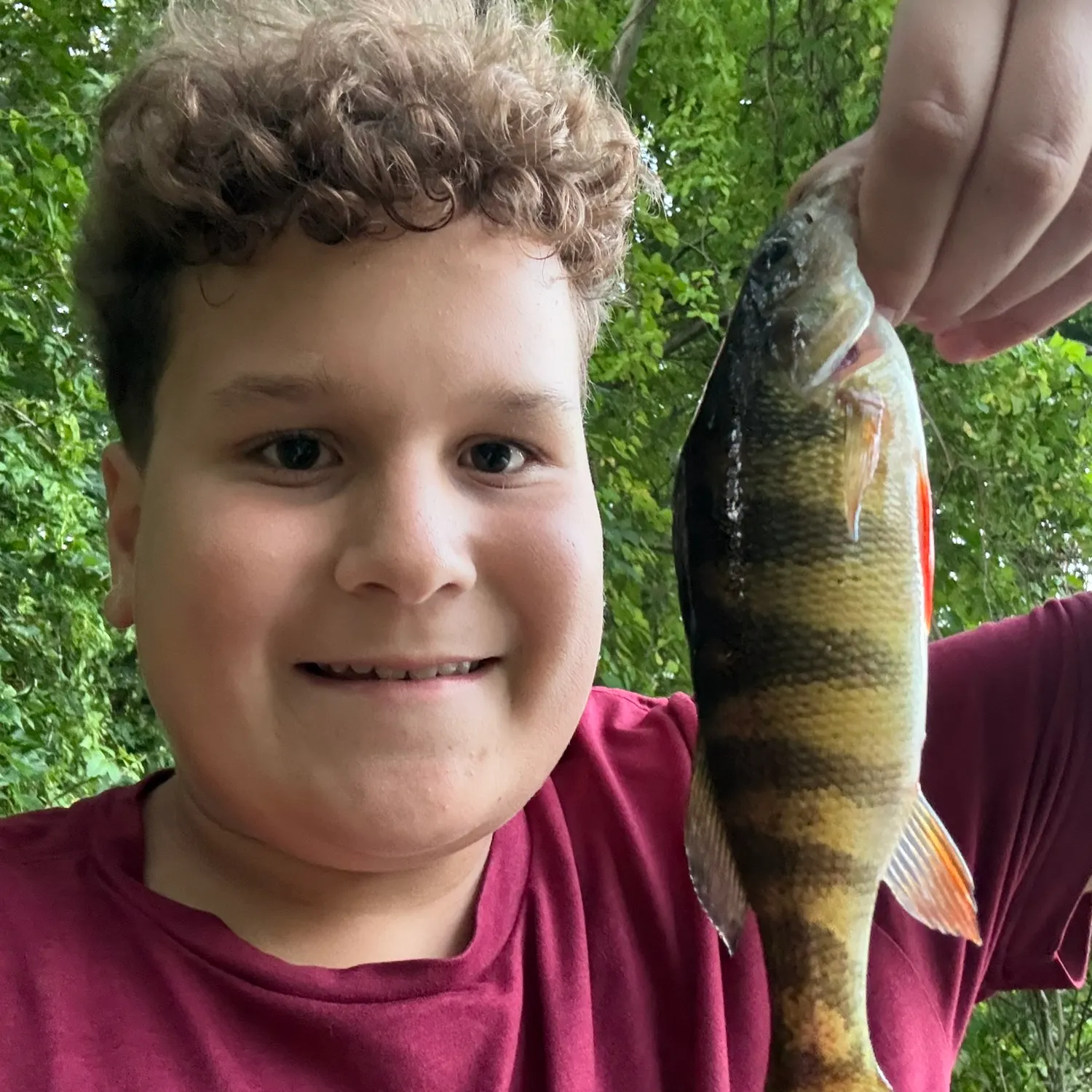 Yellow perch caught on Fishbrain