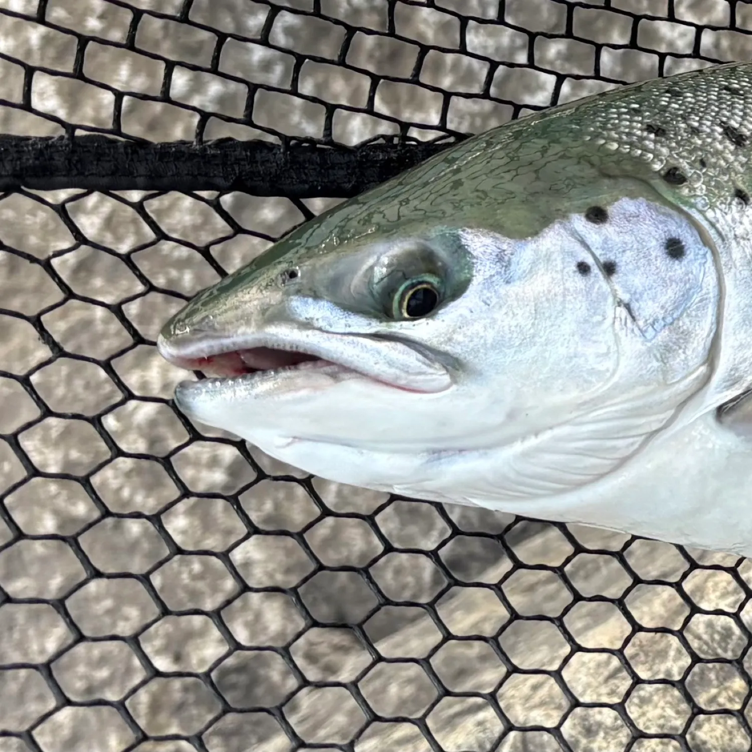 The most recent Atlantic salmon catches on Fishbrain