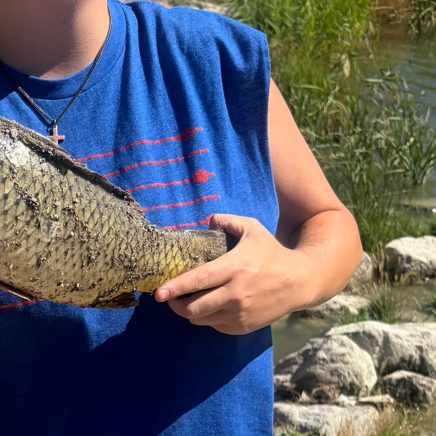 Common carp caught on Fishbrain