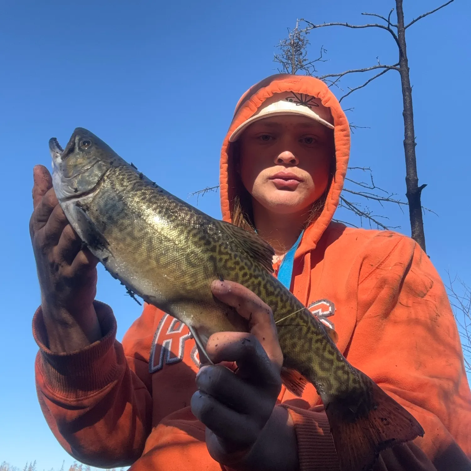 Tiger trout caught on Fishbrain