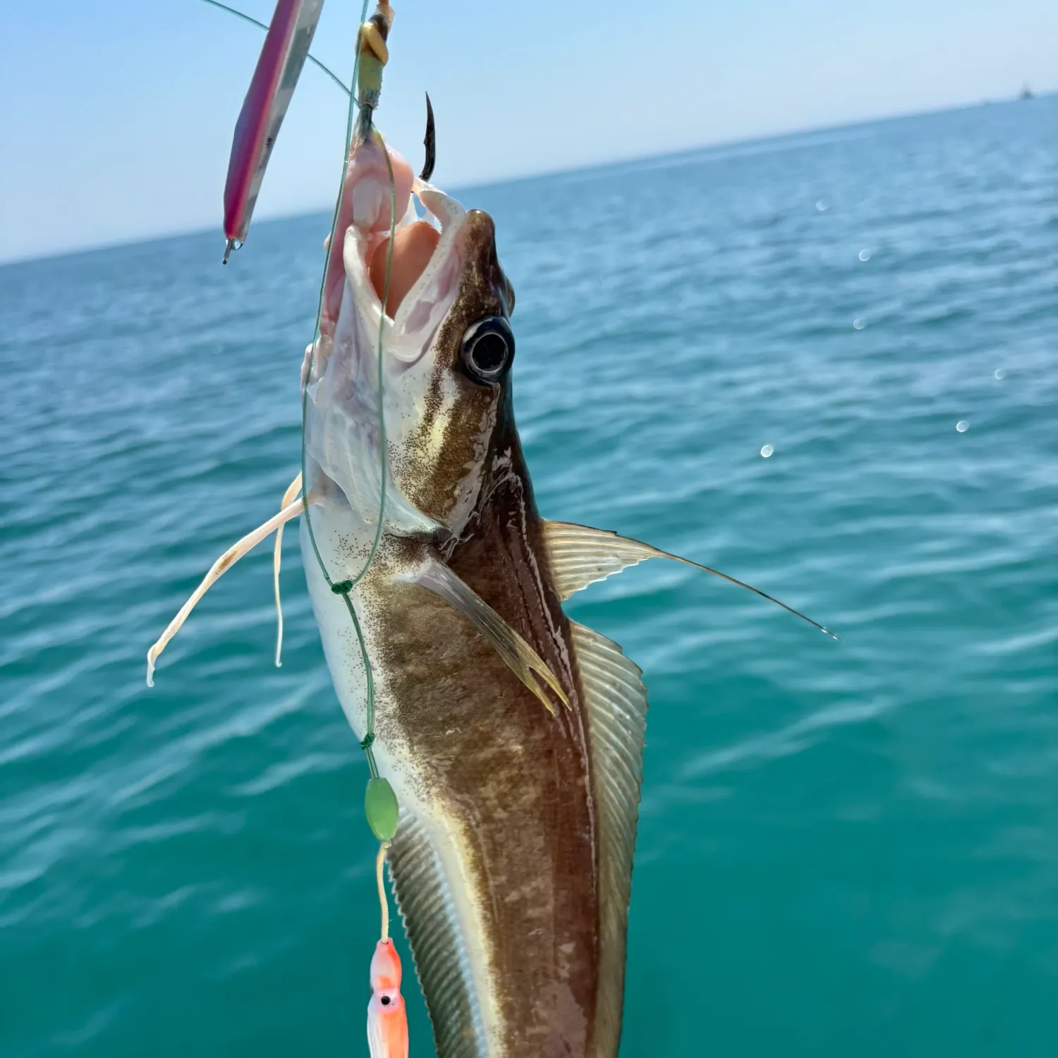 The most recent White hake catches on Fishbrain