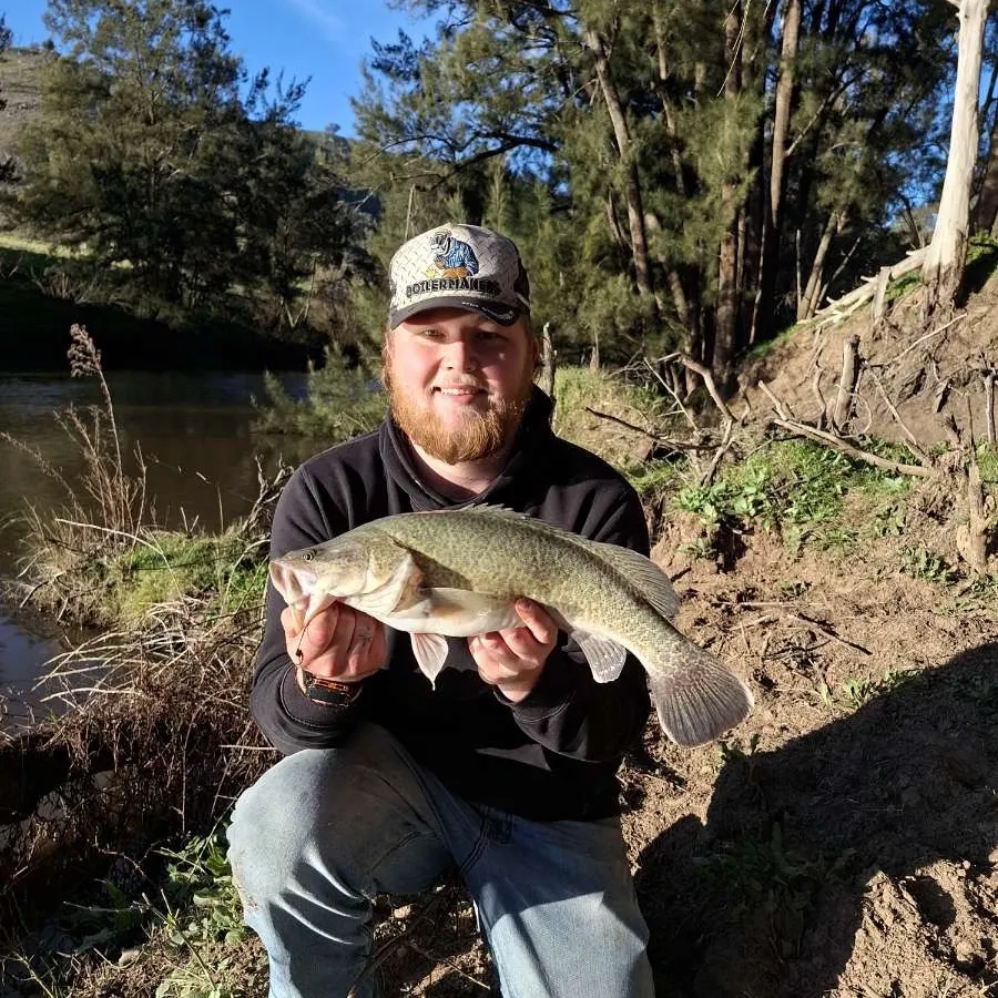 Murray cod caught on Fishbrain