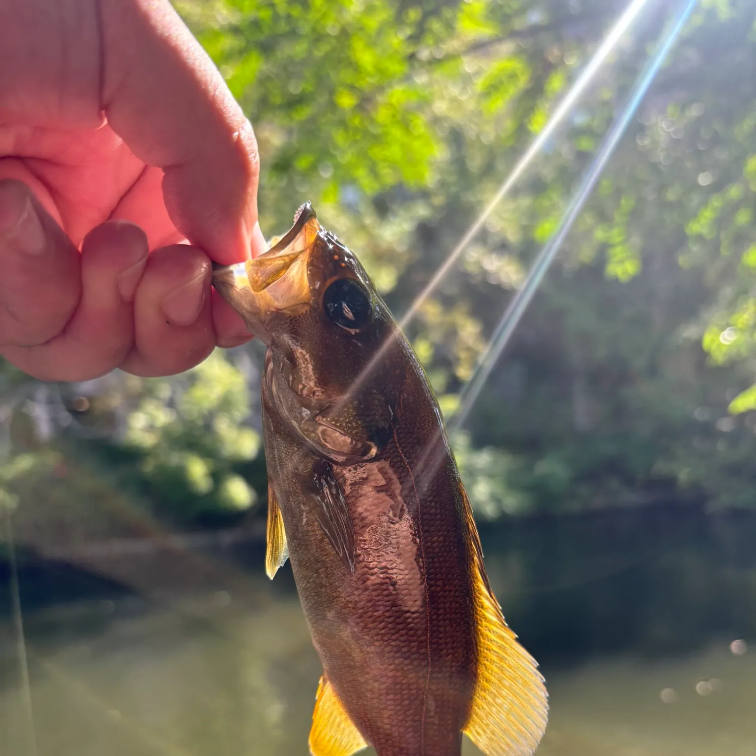 Smallmouth bass caught on Fishbrain