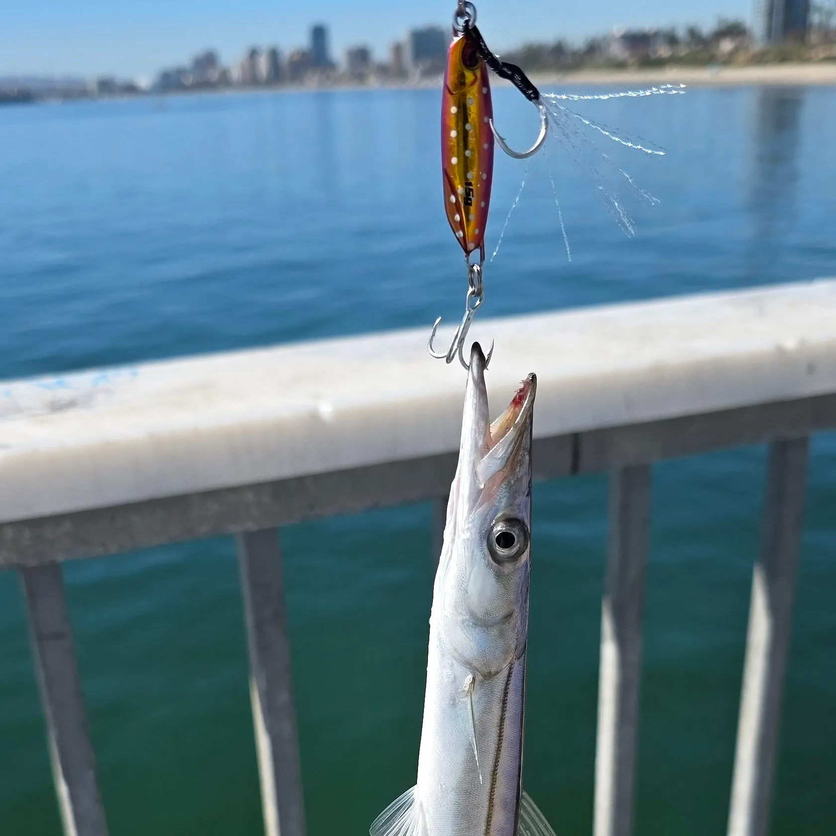 The most recent Pacific barracuda catches on Fishbrain