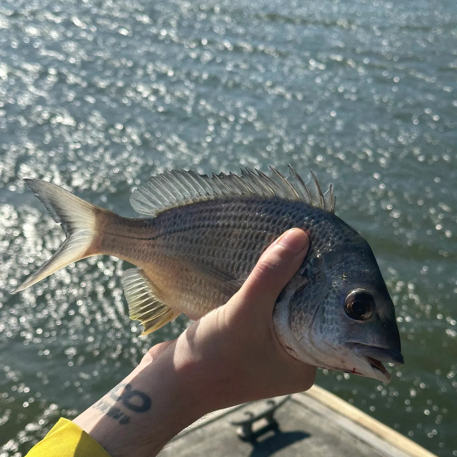 Surf bream caught on Fishbrain