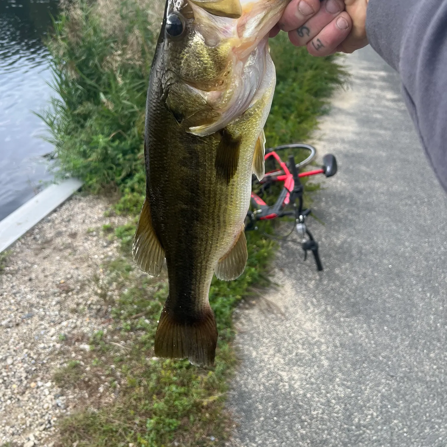 Largemouth bass caught on Fishbrain