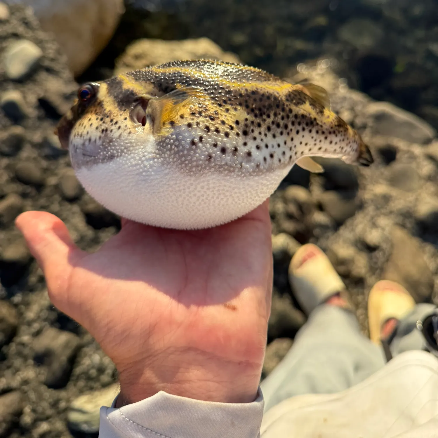 The most recent Bullseye puffer catches on Fishbrain