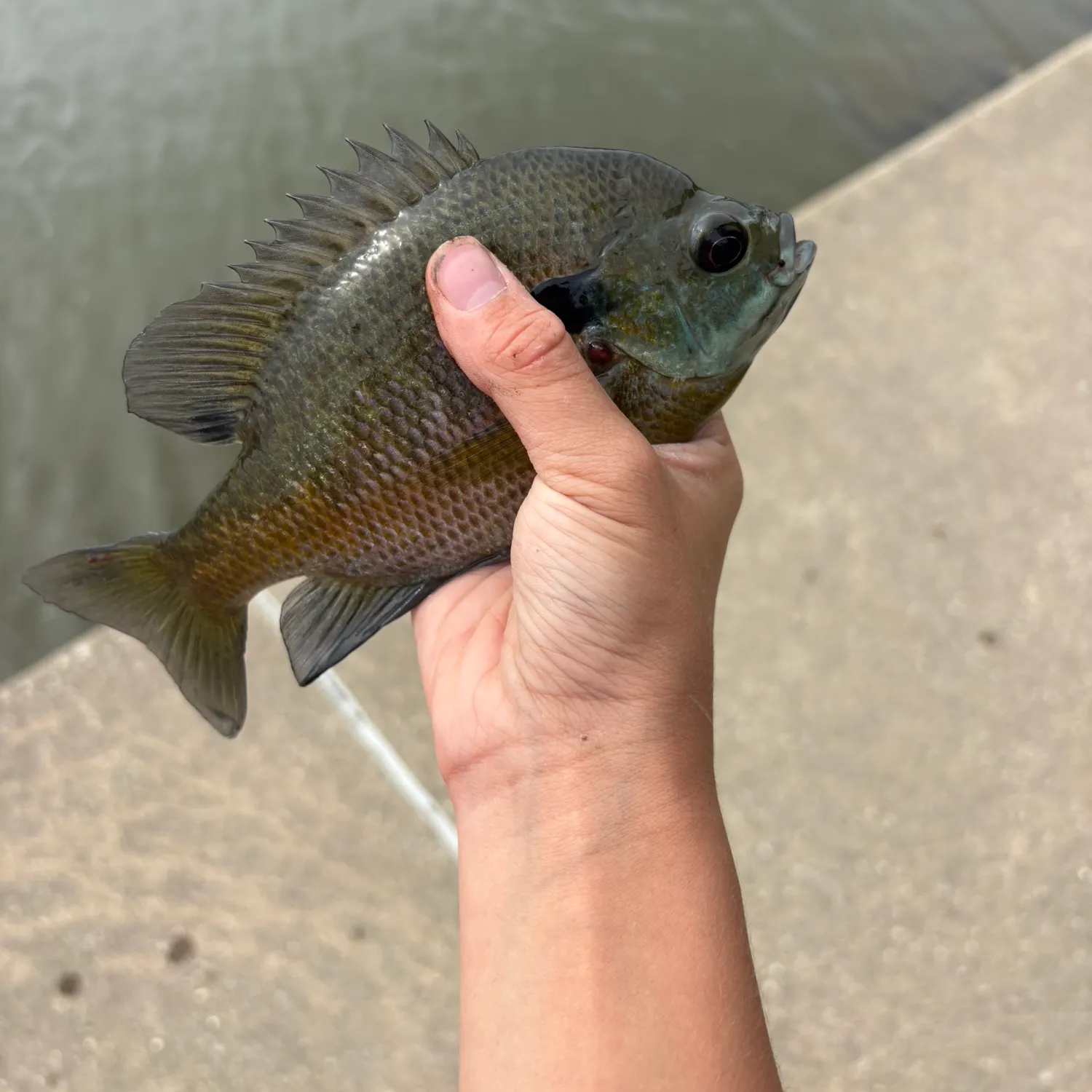 Bluegill caught on Fishbrain