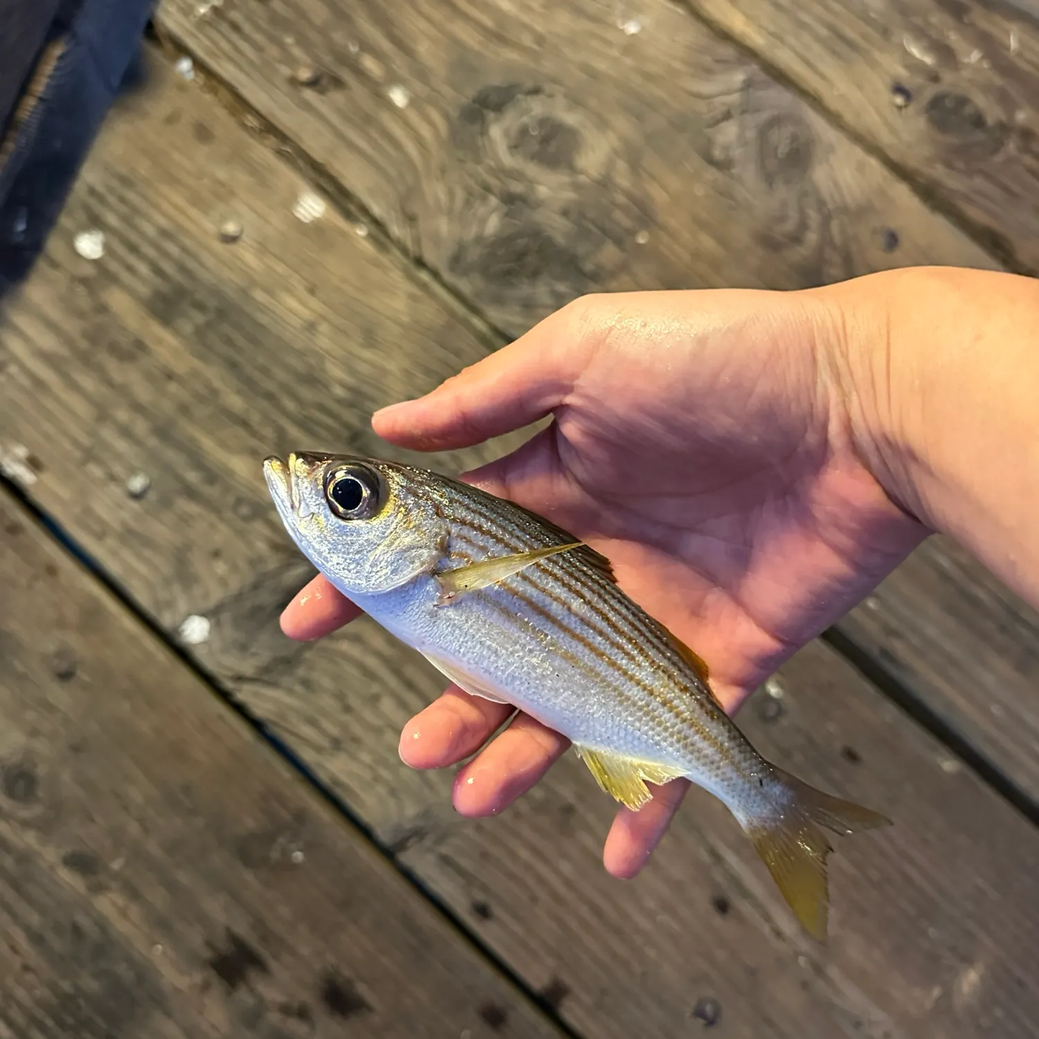 Californian salema caught on Fishbrain