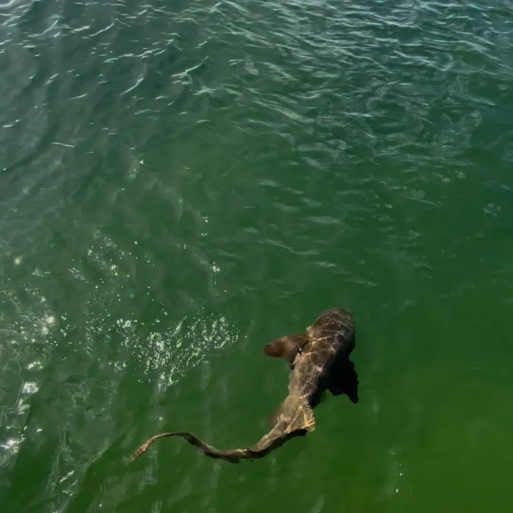 The most recent Nurse shark catches on Fishbrain