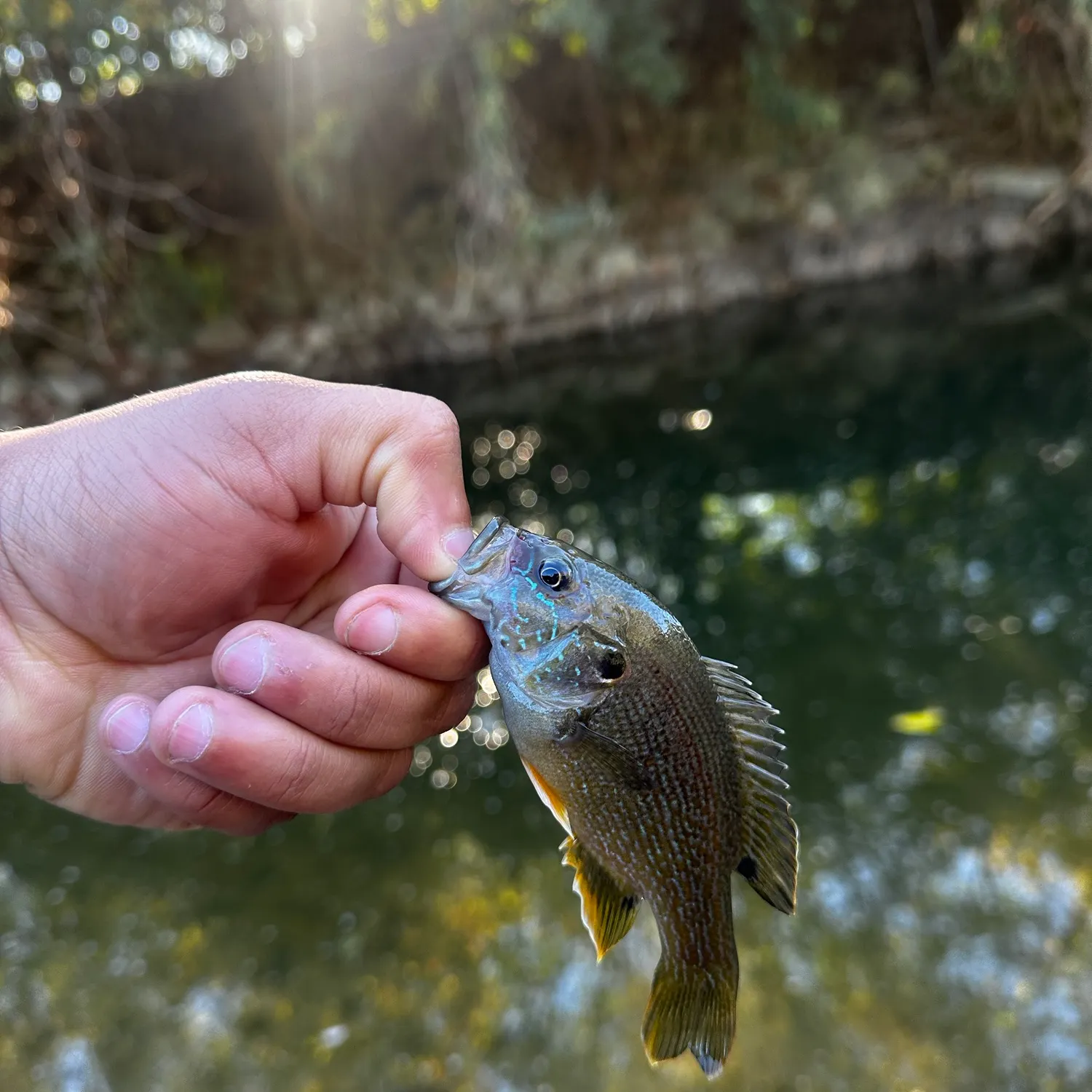 Green sunfish caught on Fishbrain
